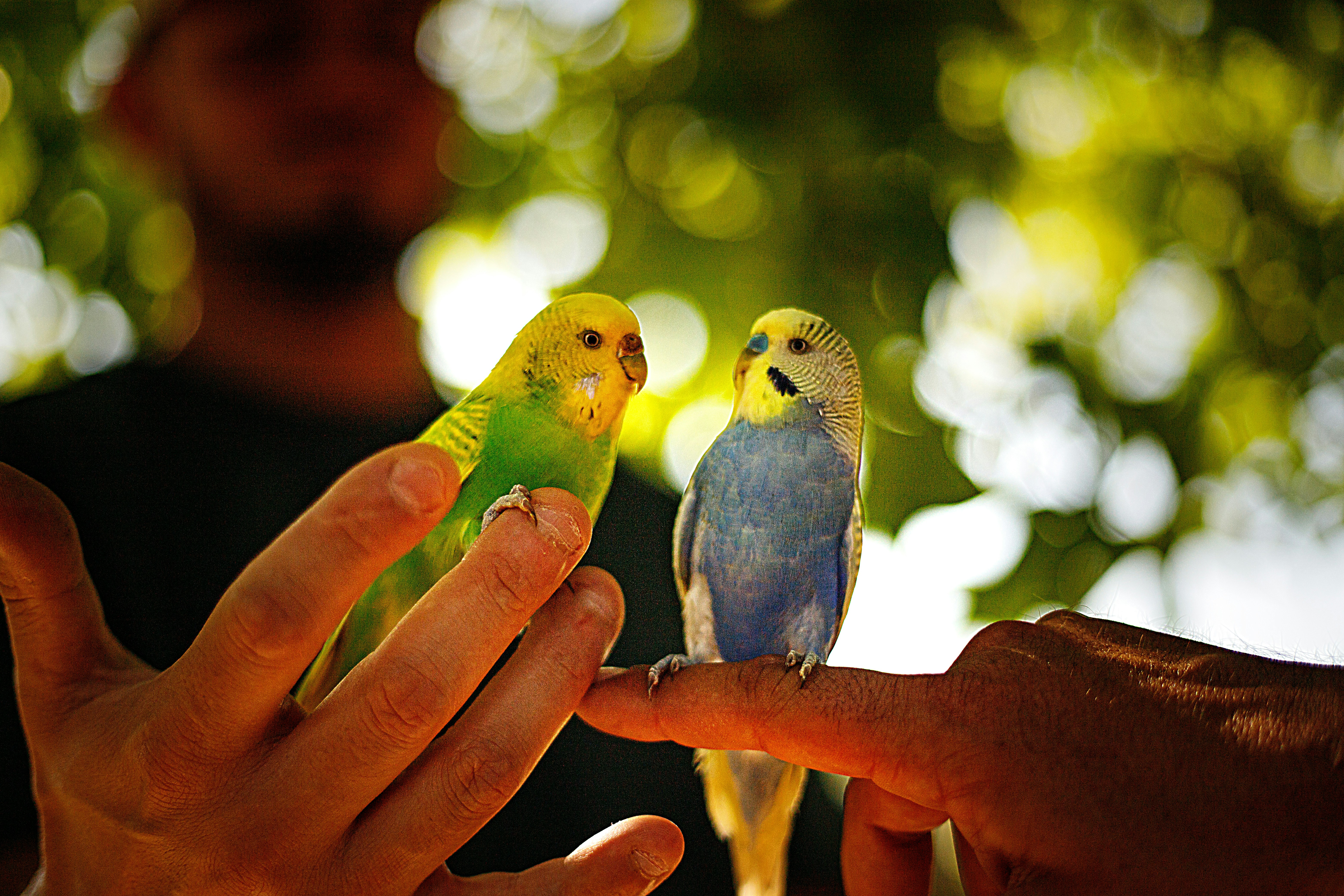 Two budgies perched on a finger with a person's hands