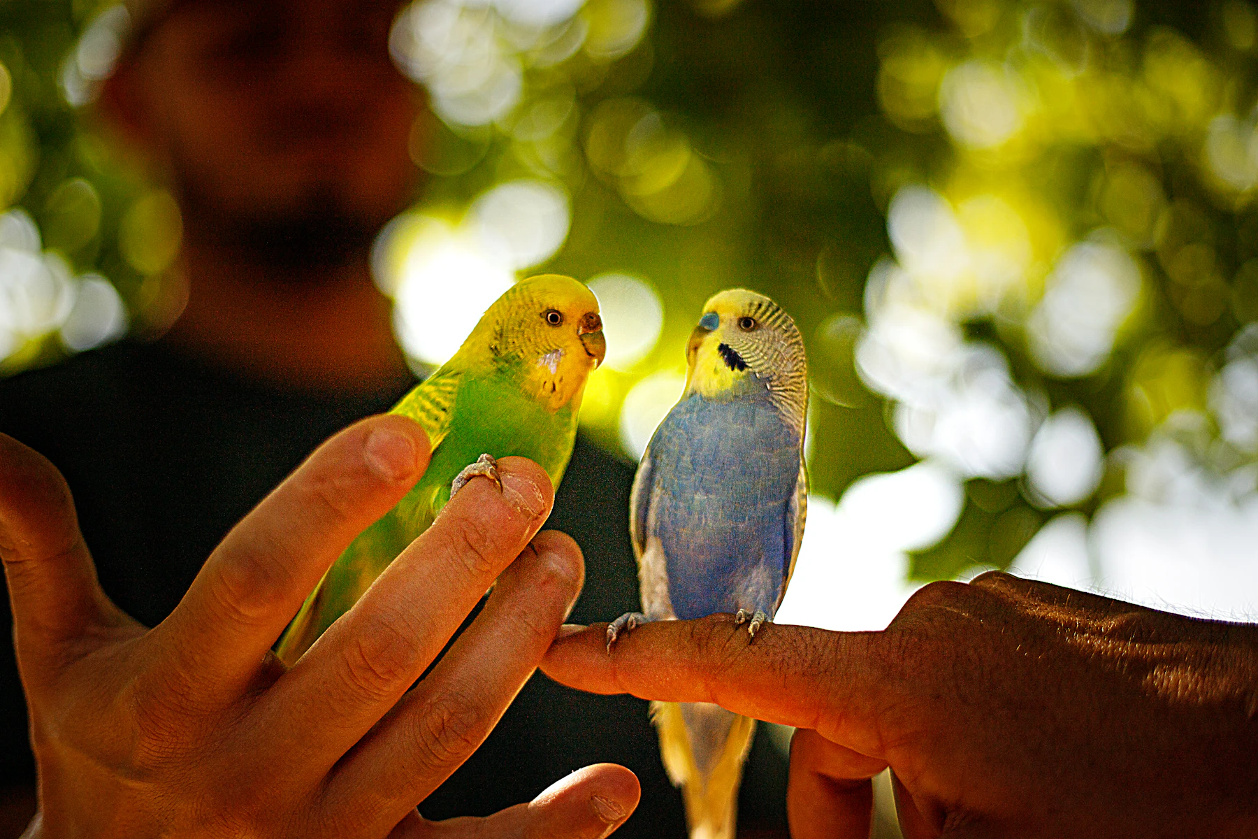 A yellow-green budgie and a blue budgie perched on two people's fingers