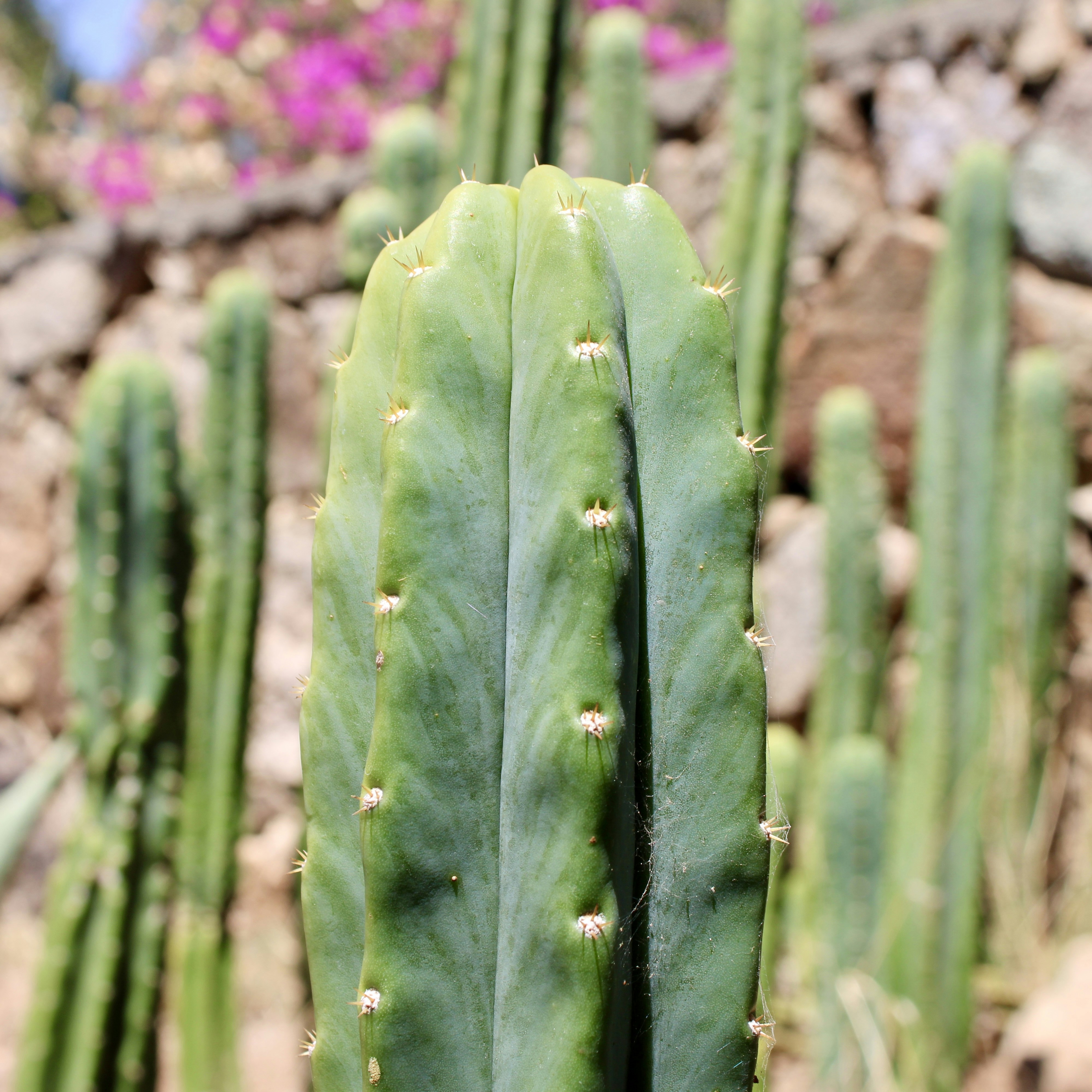 Tall green cactus with sharp spines in sunlight.