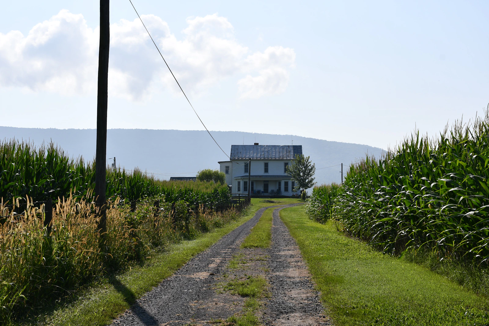 A long gravel driveway leading to a rural farmhouse between fields