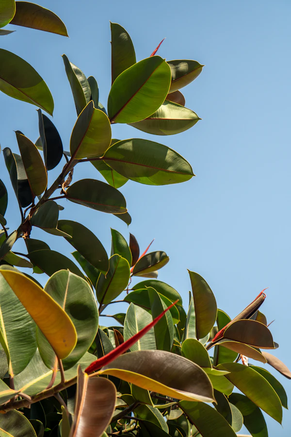 Ficus elastica leaves, a classic air-layering candidate