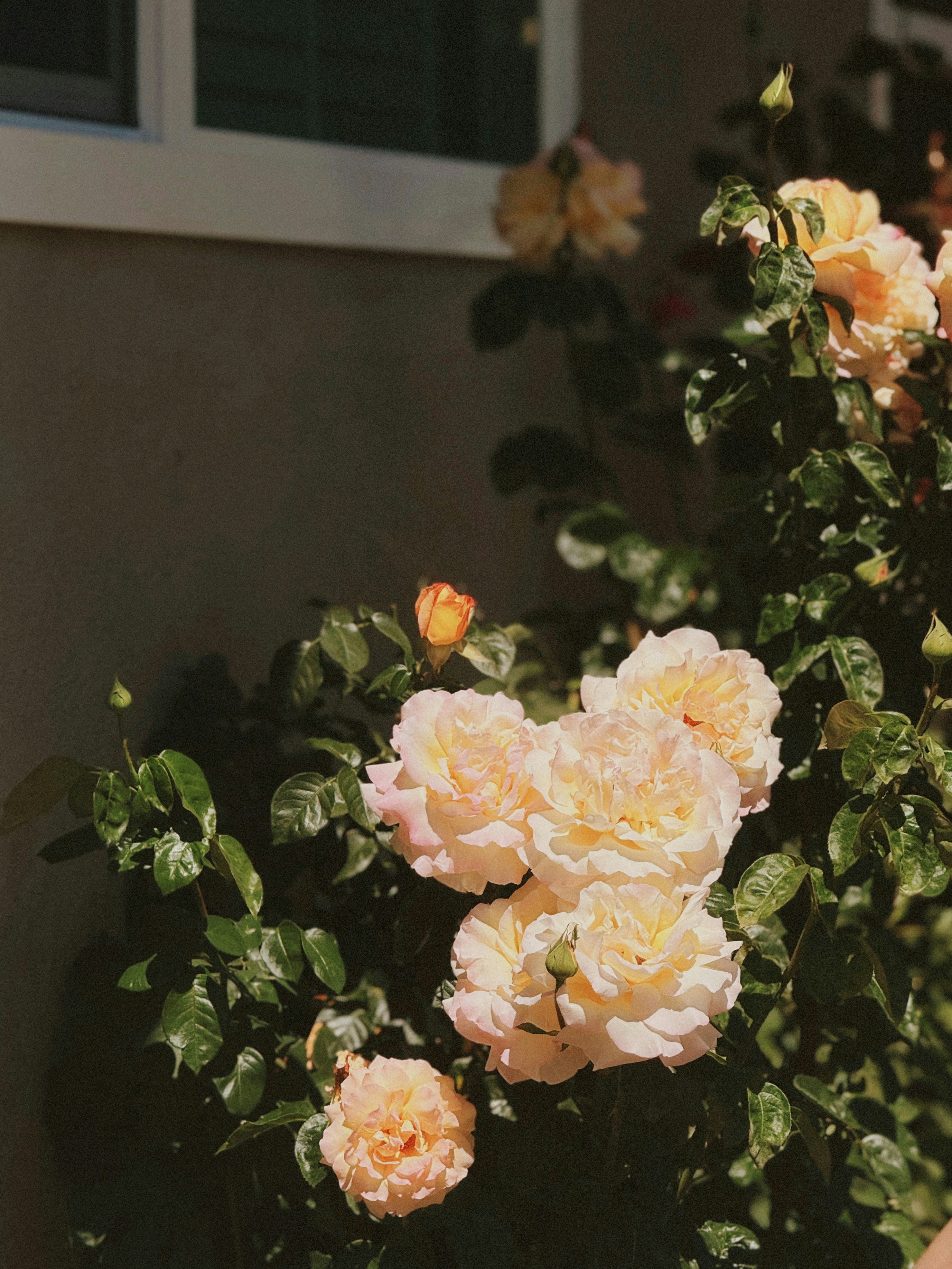 Photo by kambriatrout