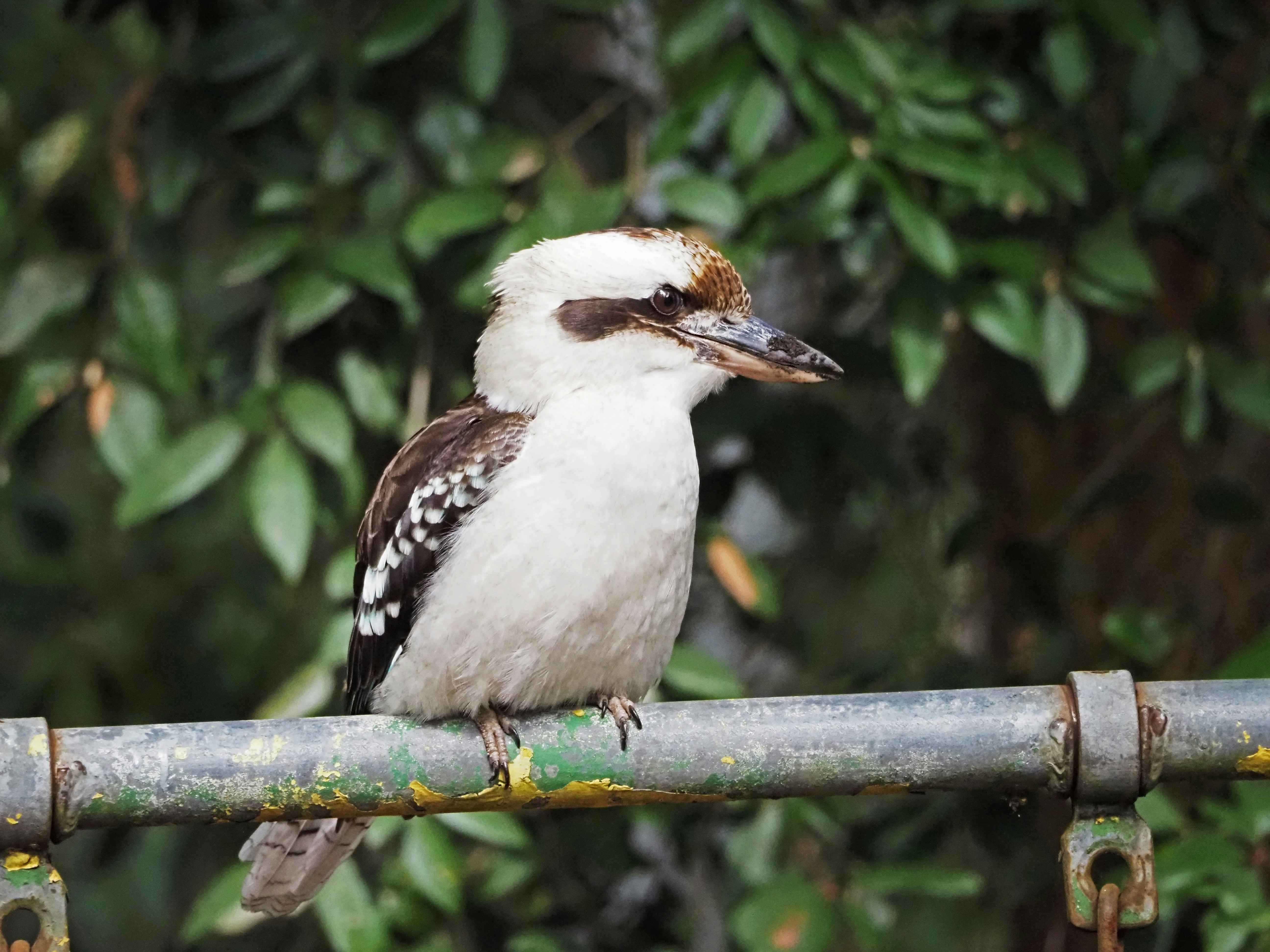 Un kookaburra appollaiato su una barra di metallo.