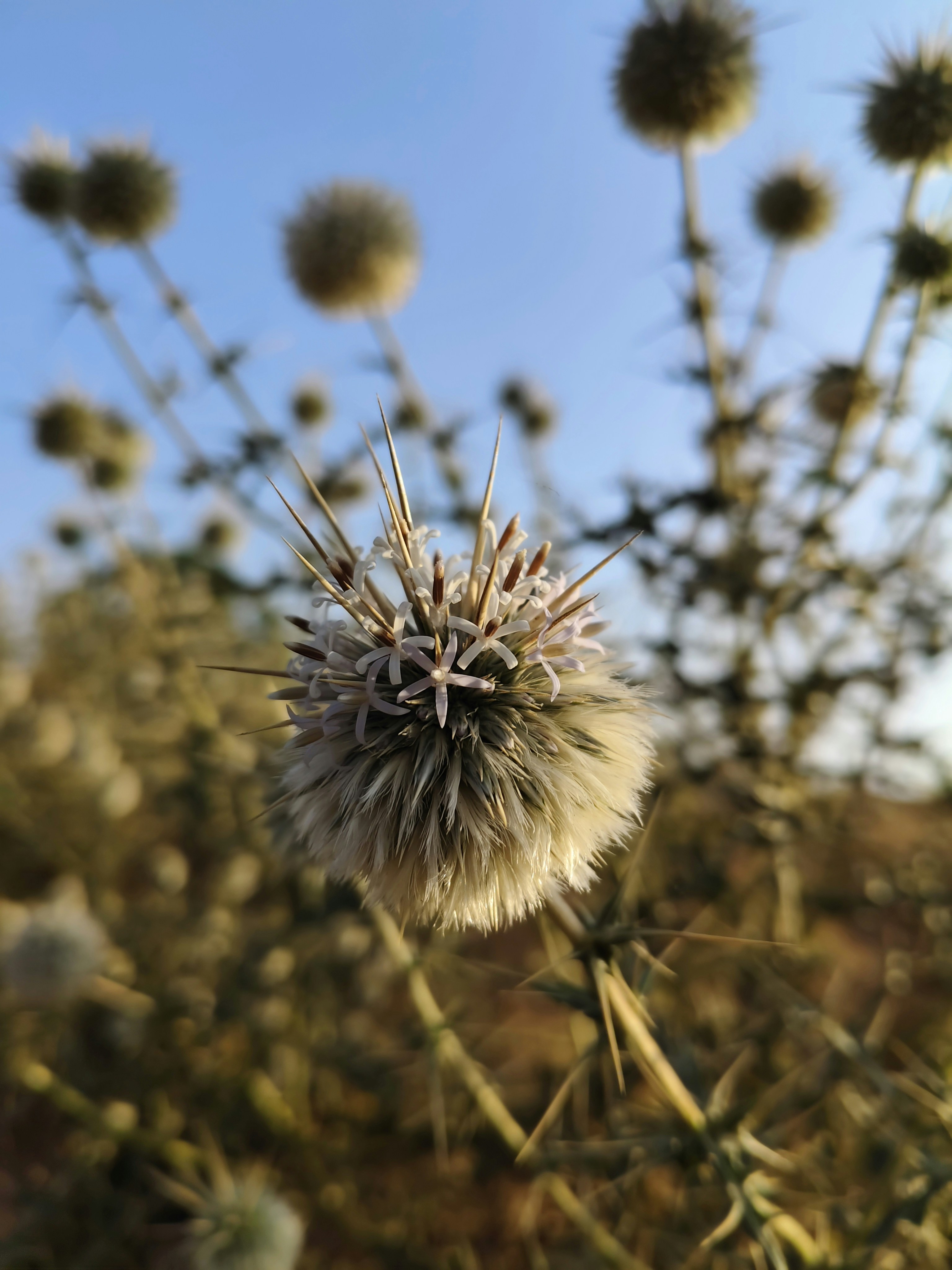 Photo by roshanmsboy420