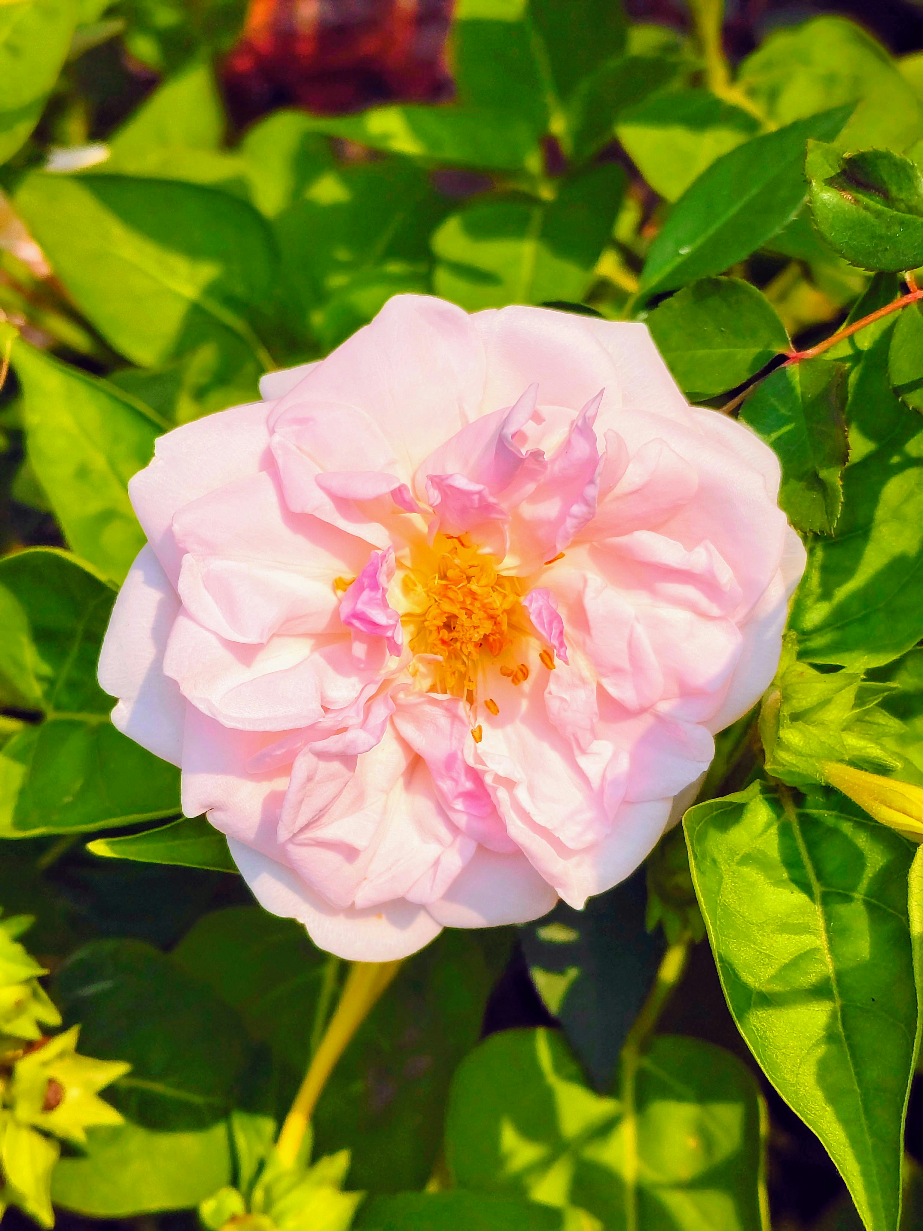 Photo by roshanmsboy420