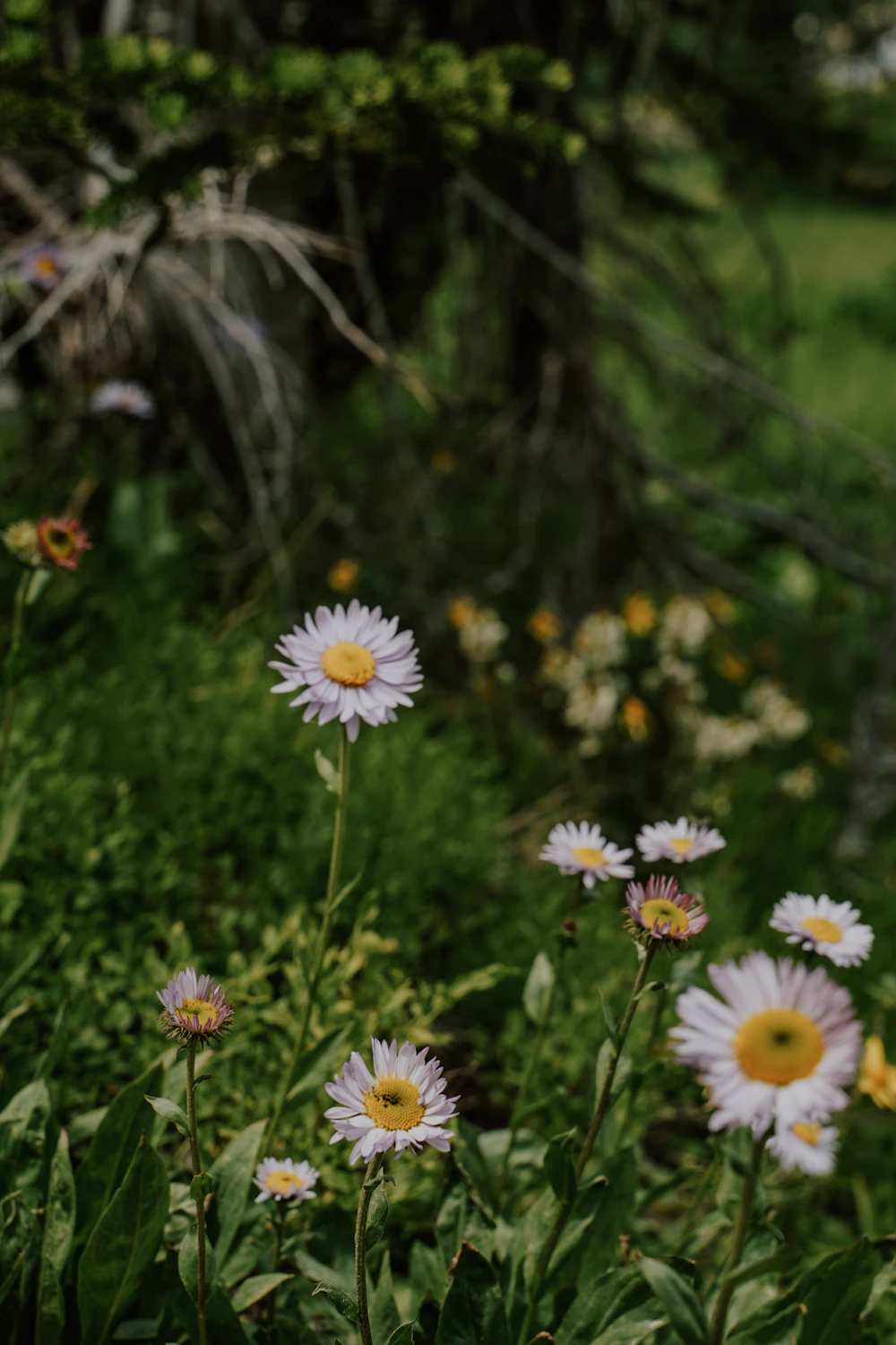Delicate wildflowers growing naturally in a soft green meadow