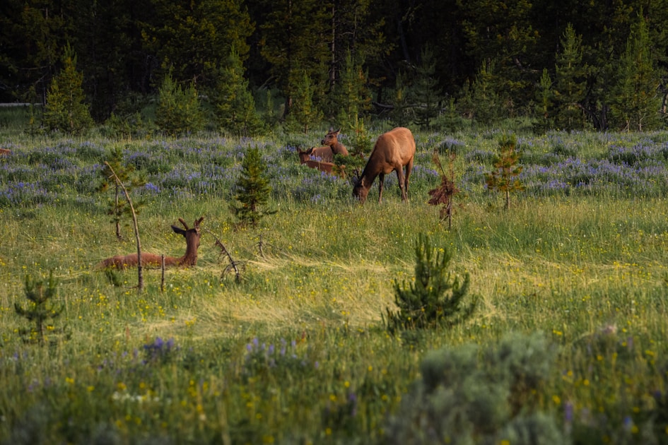 Bull elk in Nevada mountain terrain