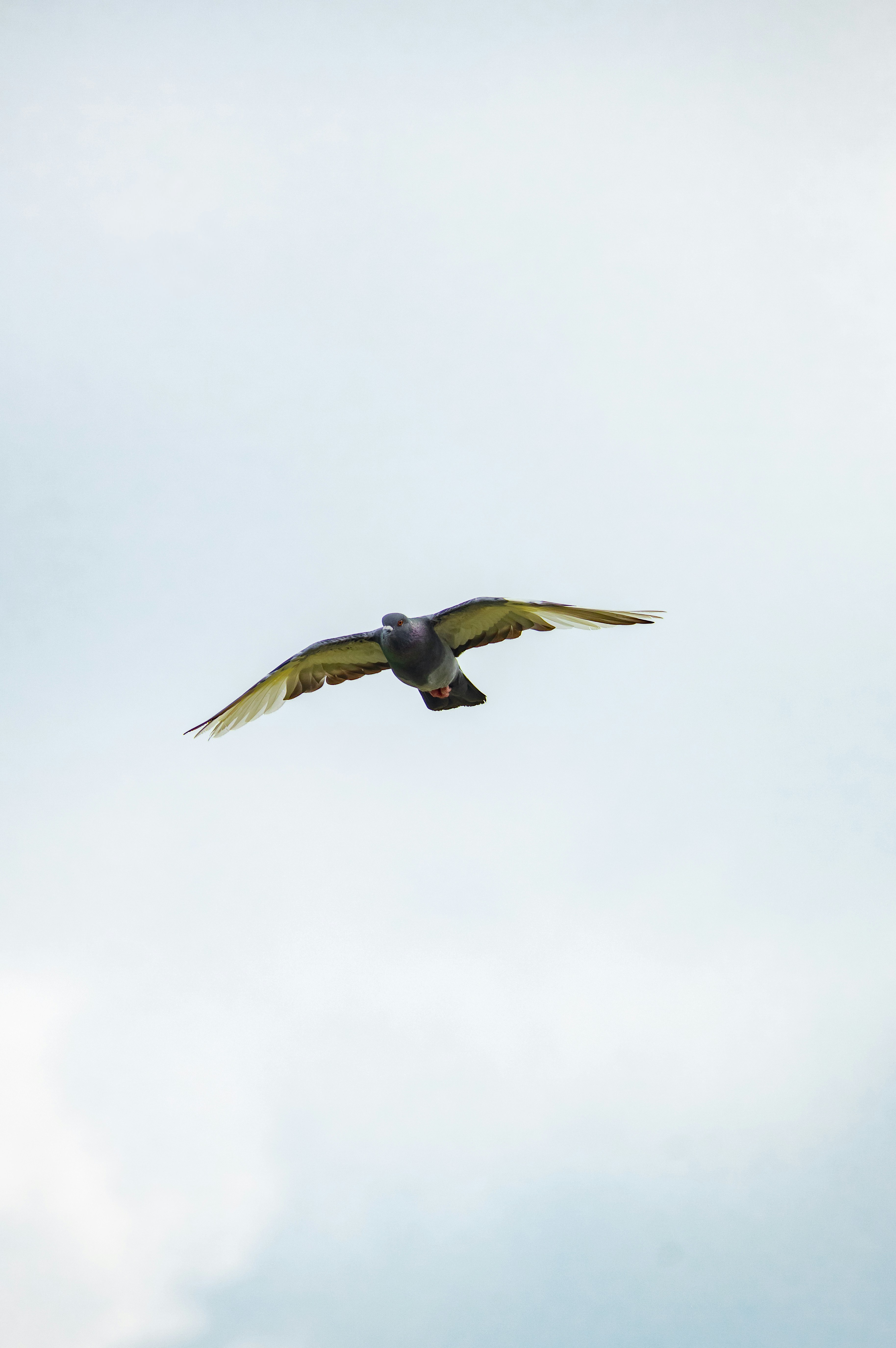 Photo by horseratbros