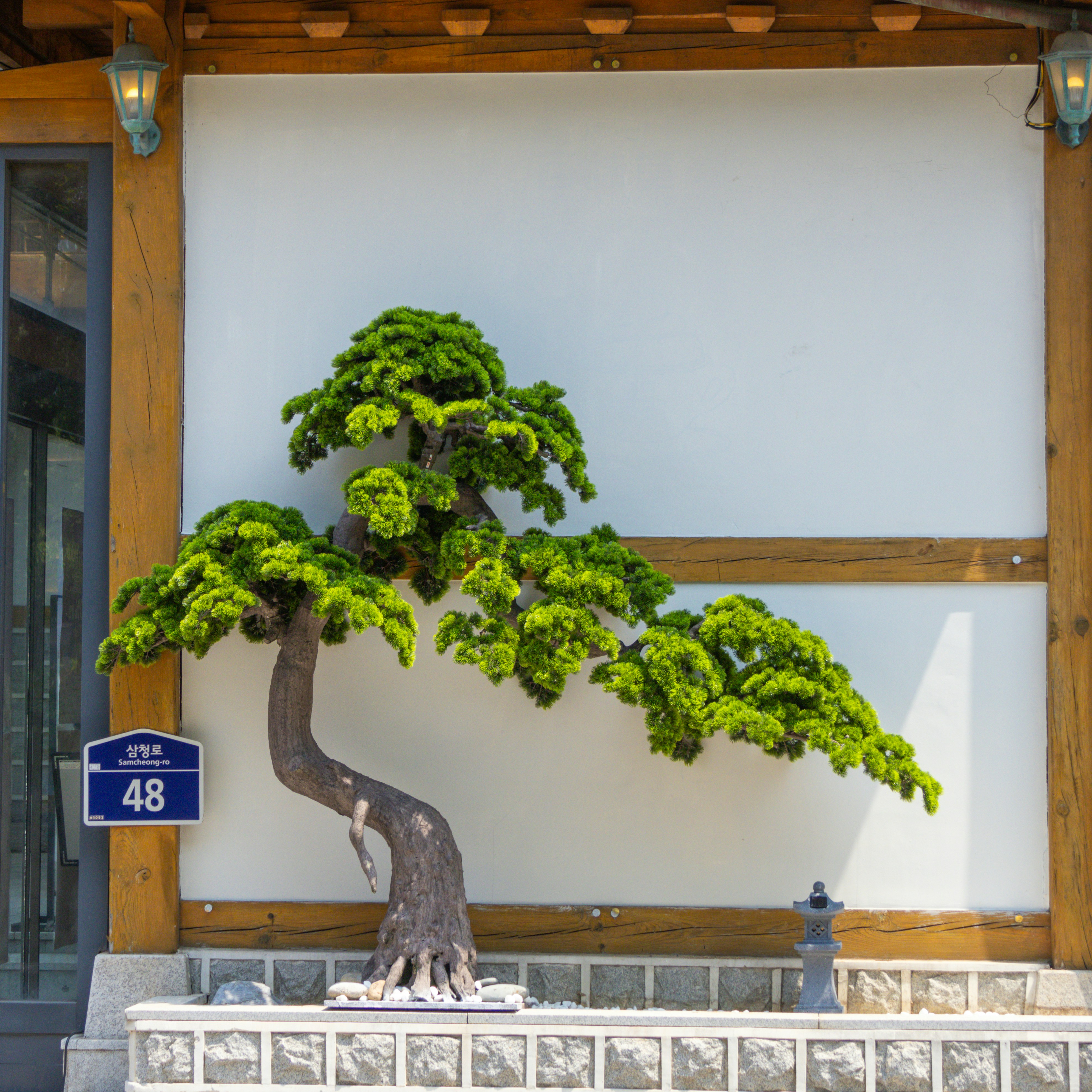 Slanting bonsai style growing at an angle