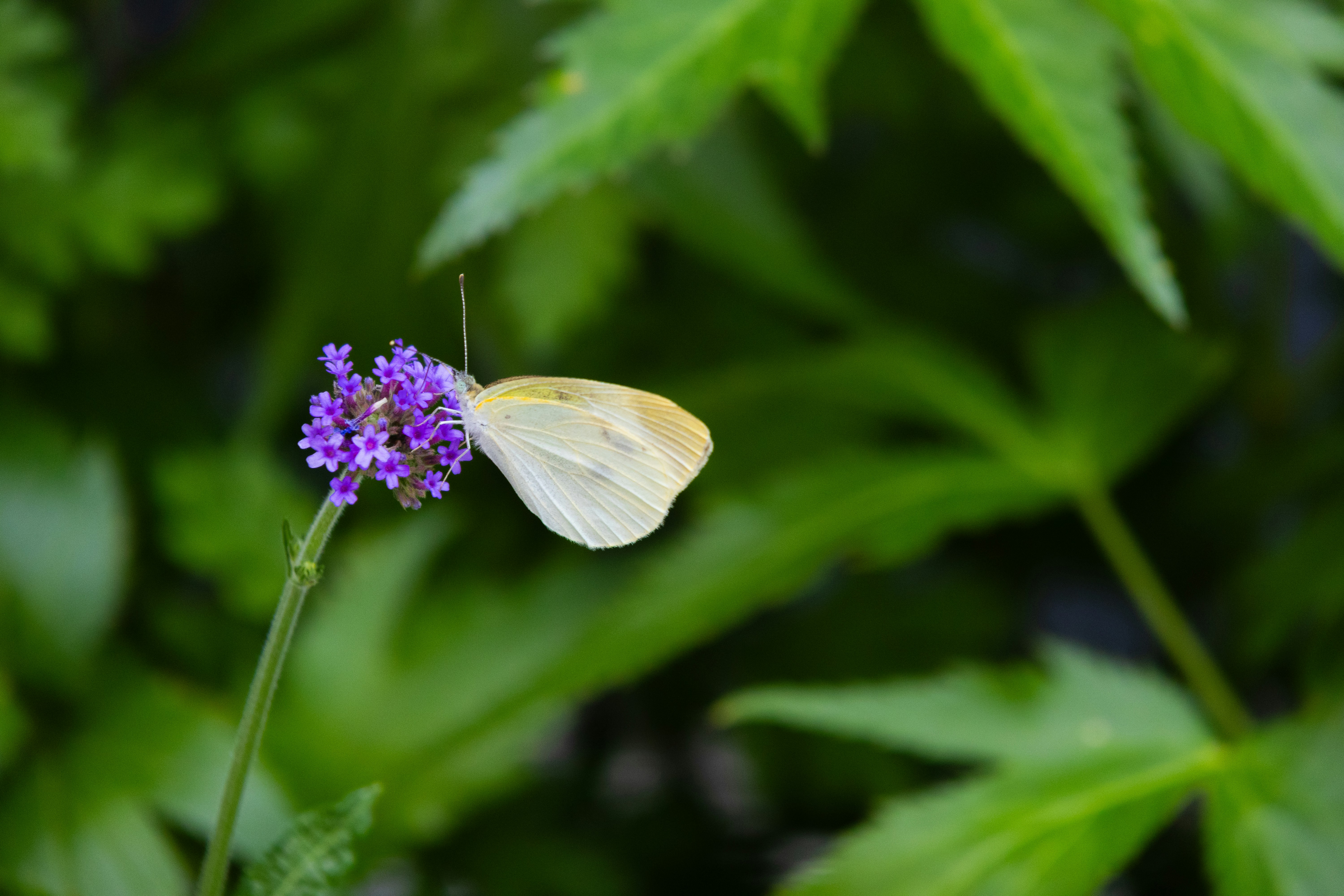 Photo by horseratbros