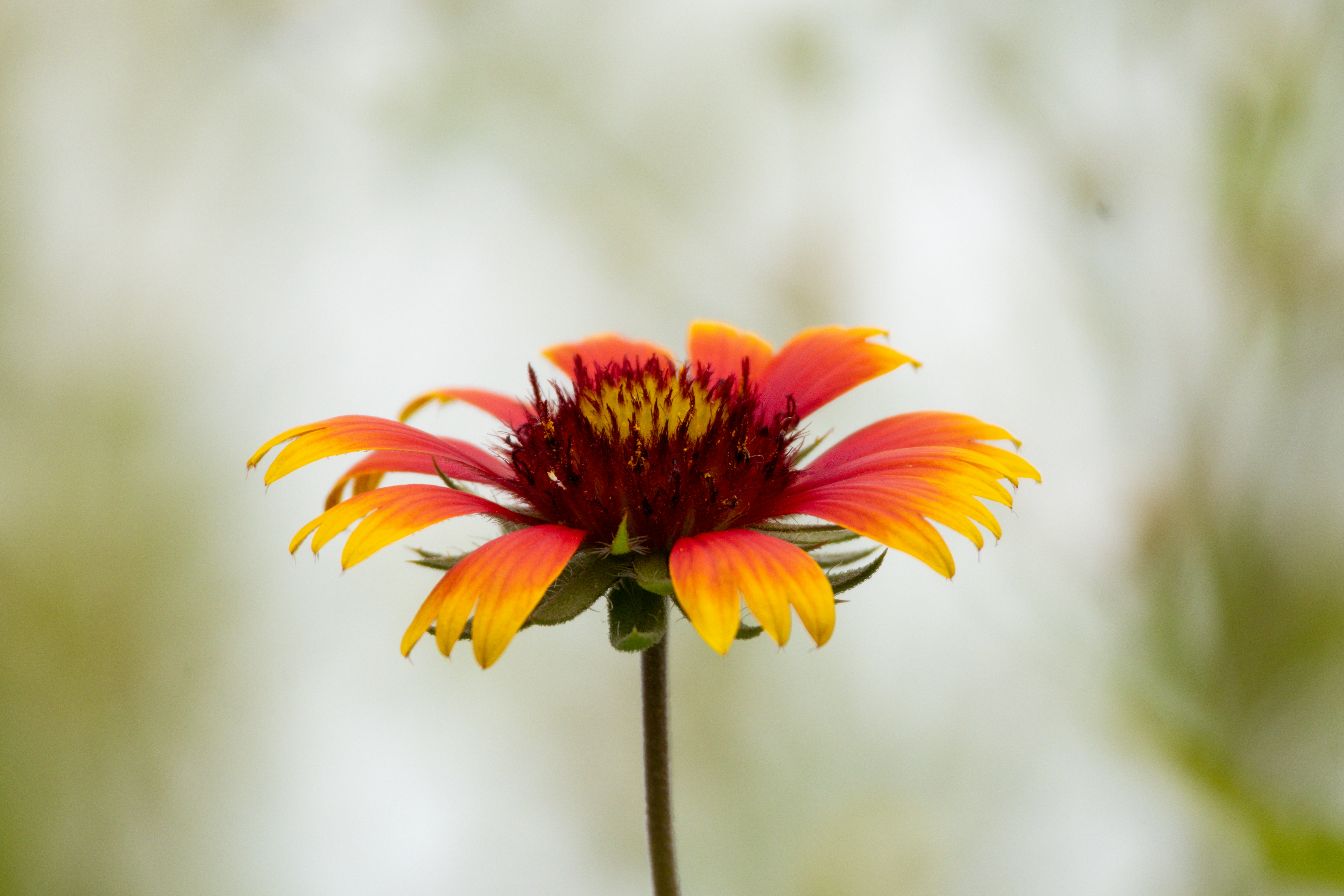 Photo by horseratbros