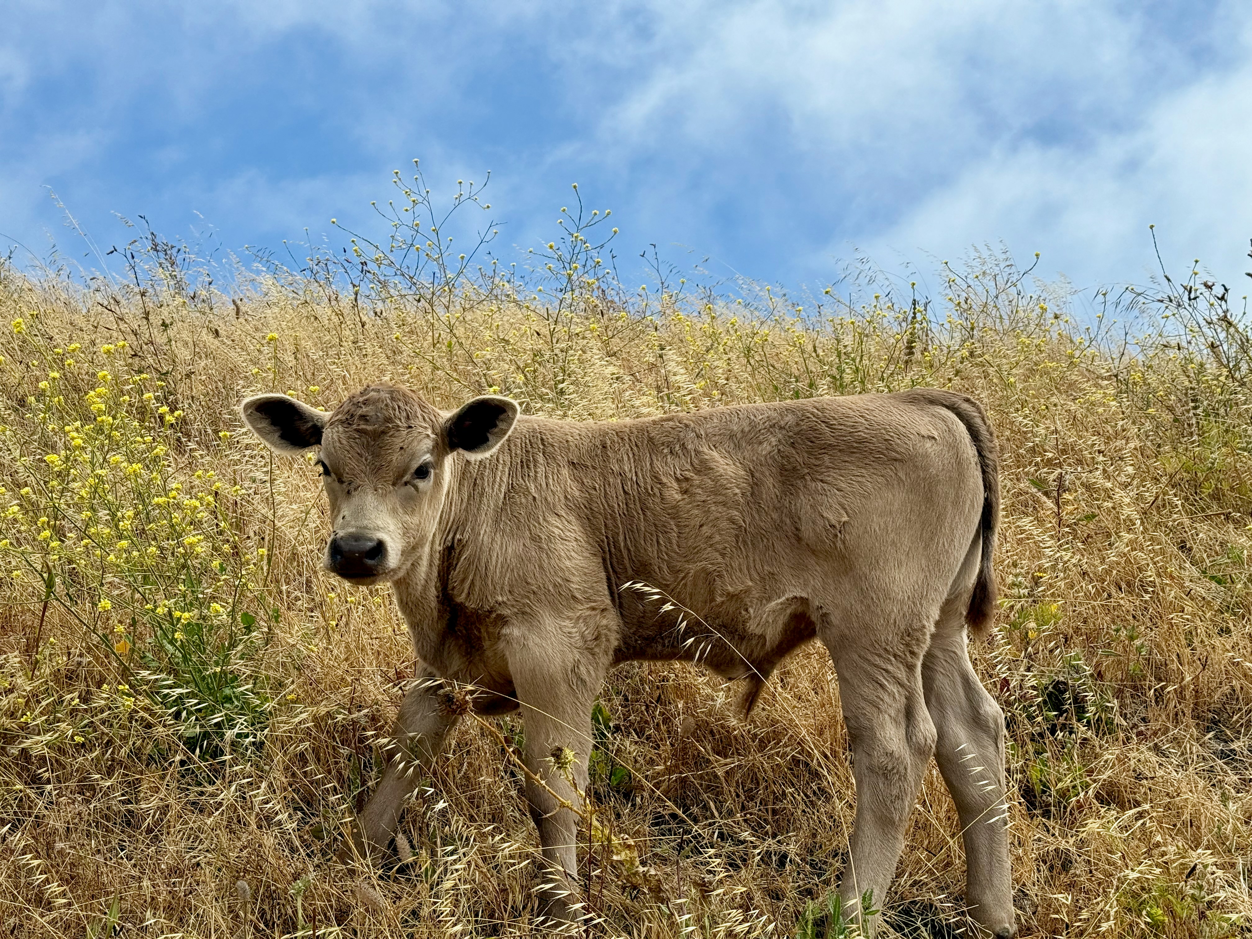 Grade 2 Boran Heifer