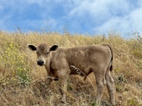 Boran Bull