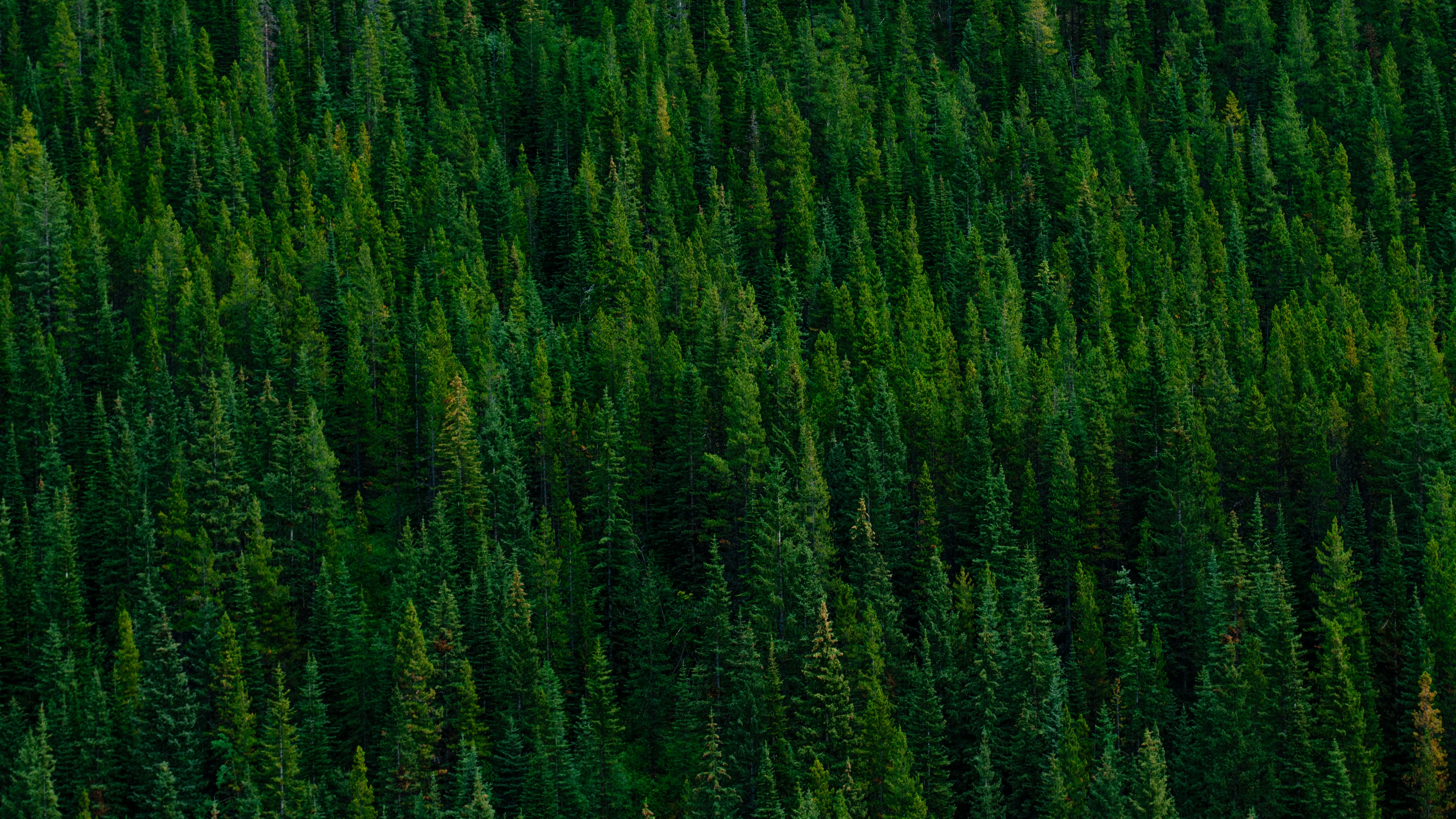 Photo by dmytro_yarish