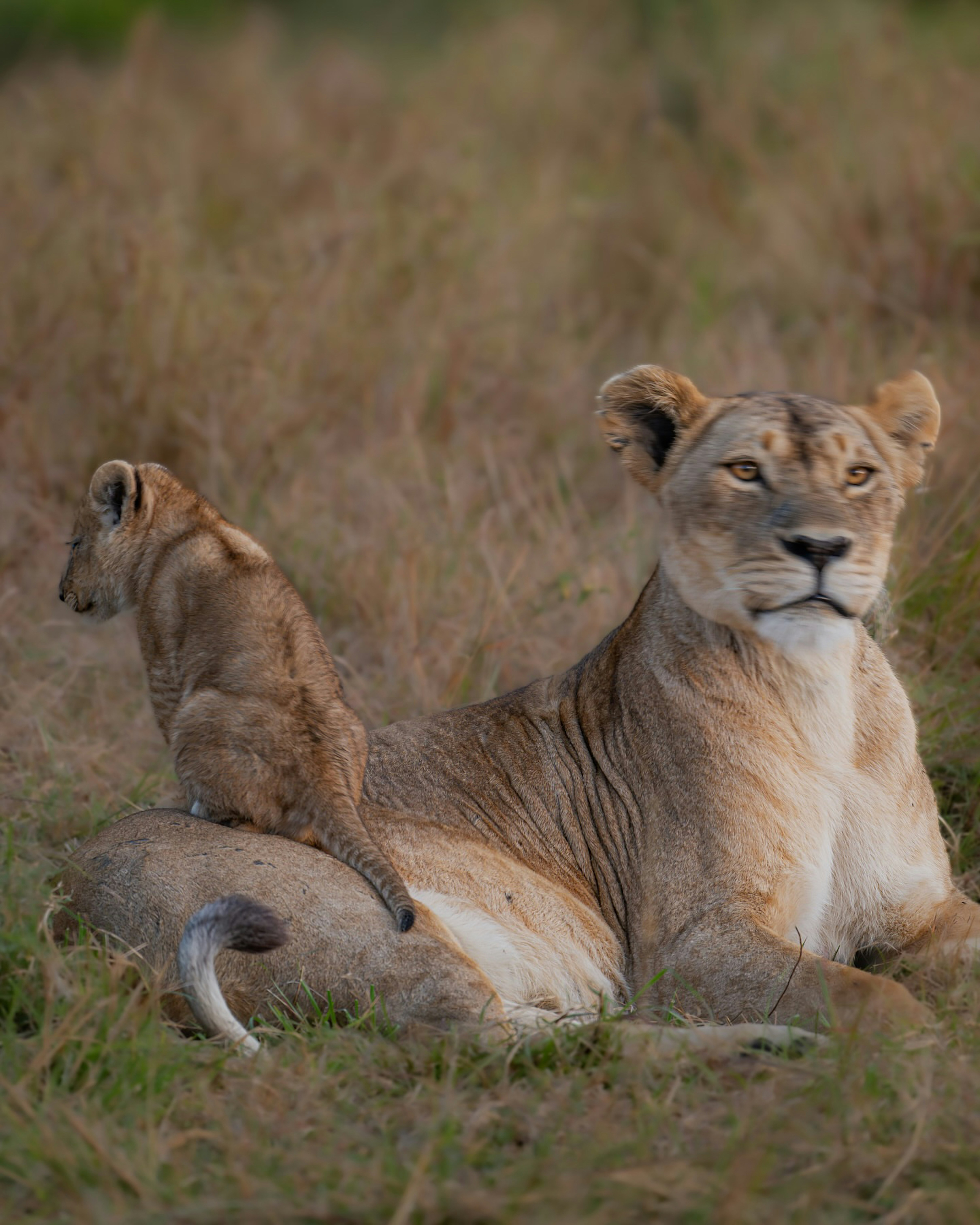 Lioness resting with two cubs in grassy field