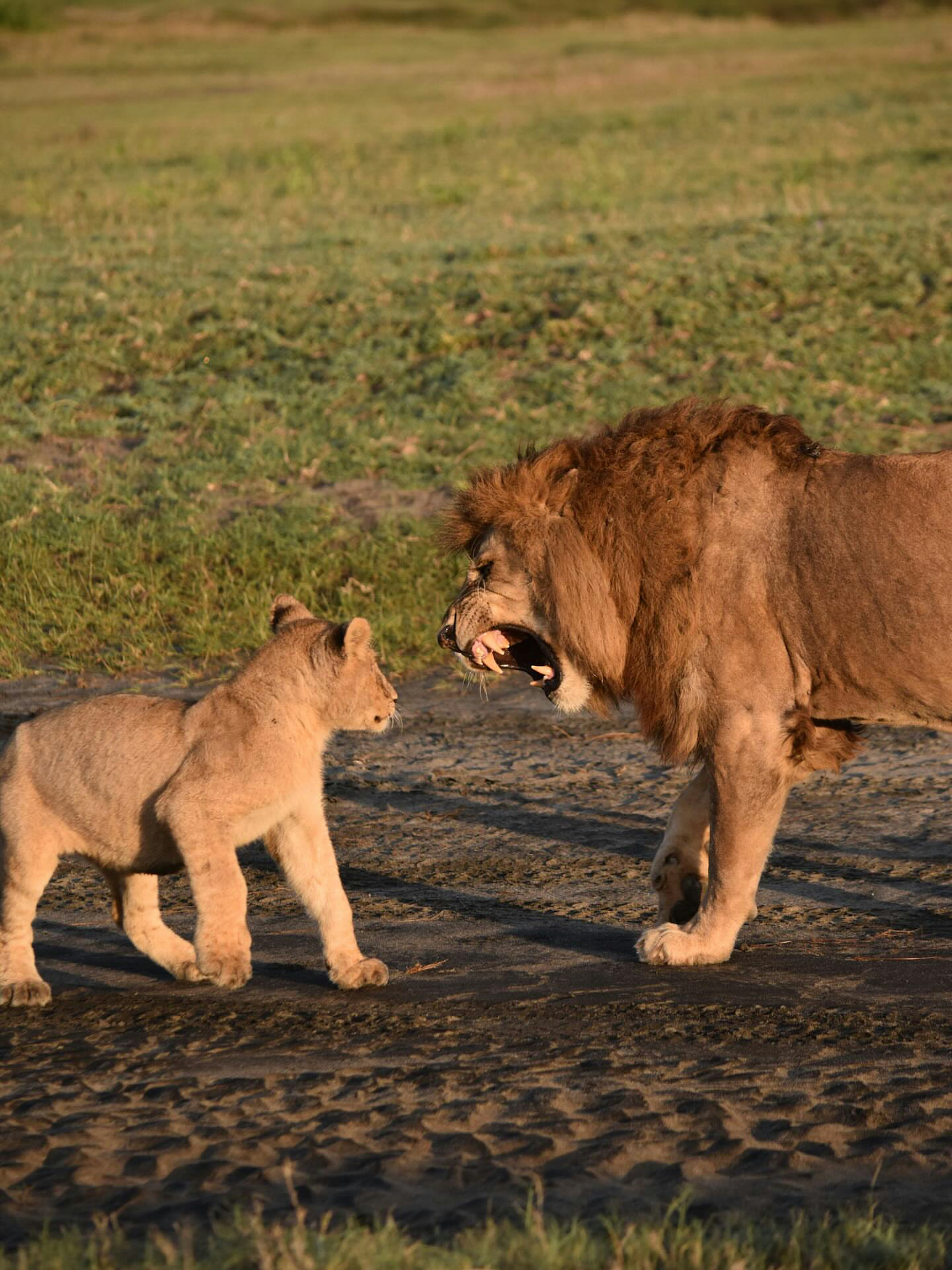 Lion and cub walking on dirt road