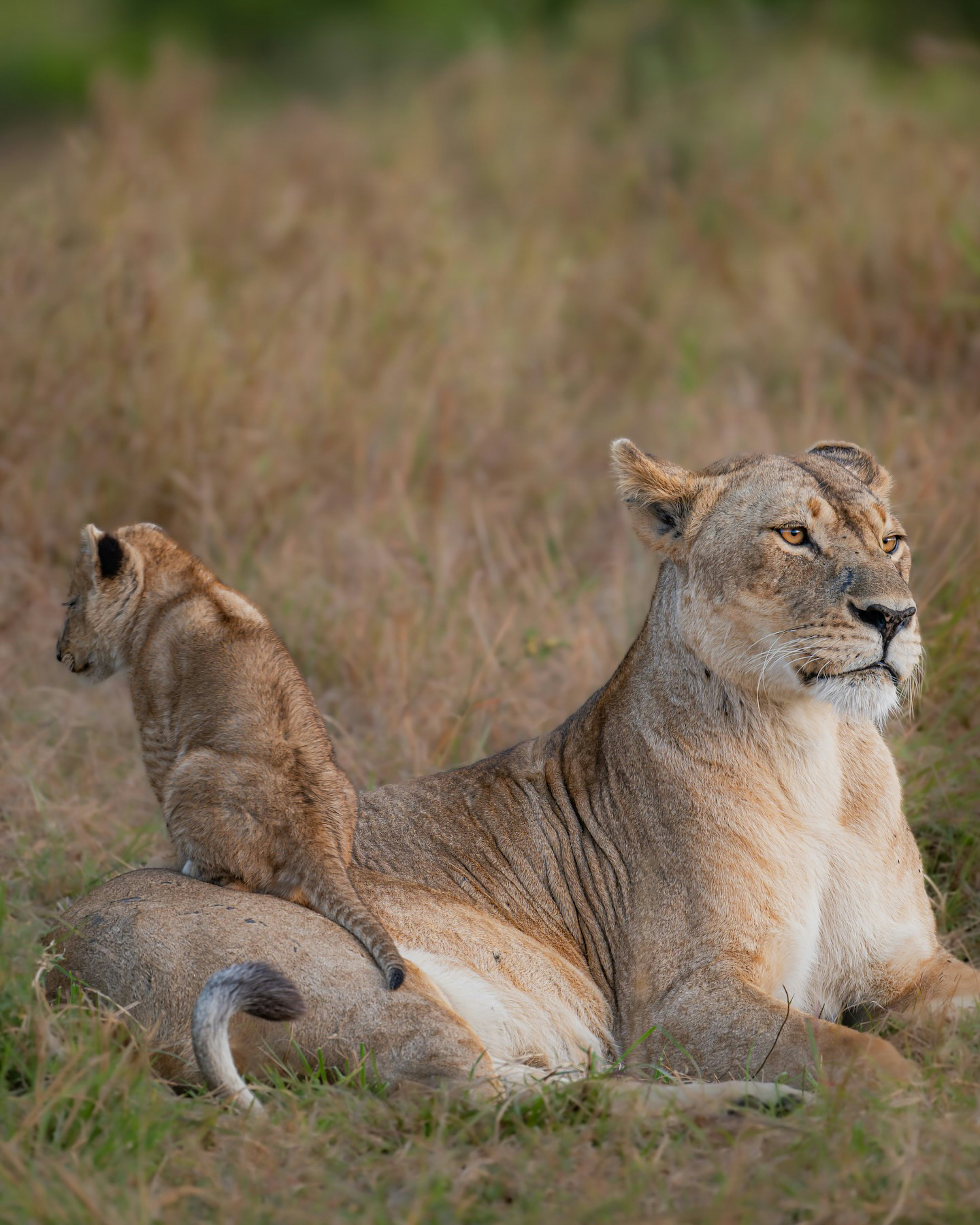 Lioness and cub resting in grassy savanna