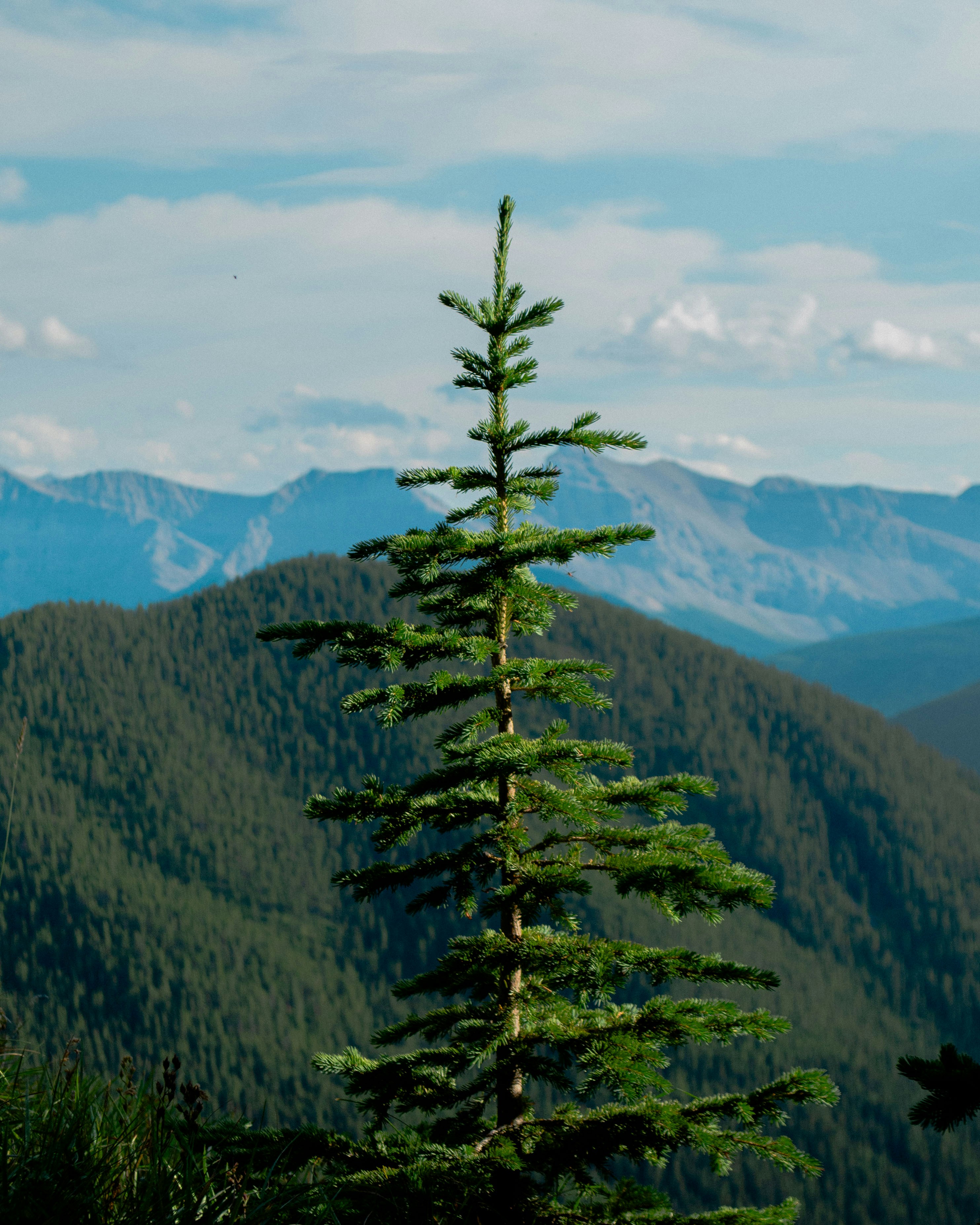 Photo by dmytro_yarish