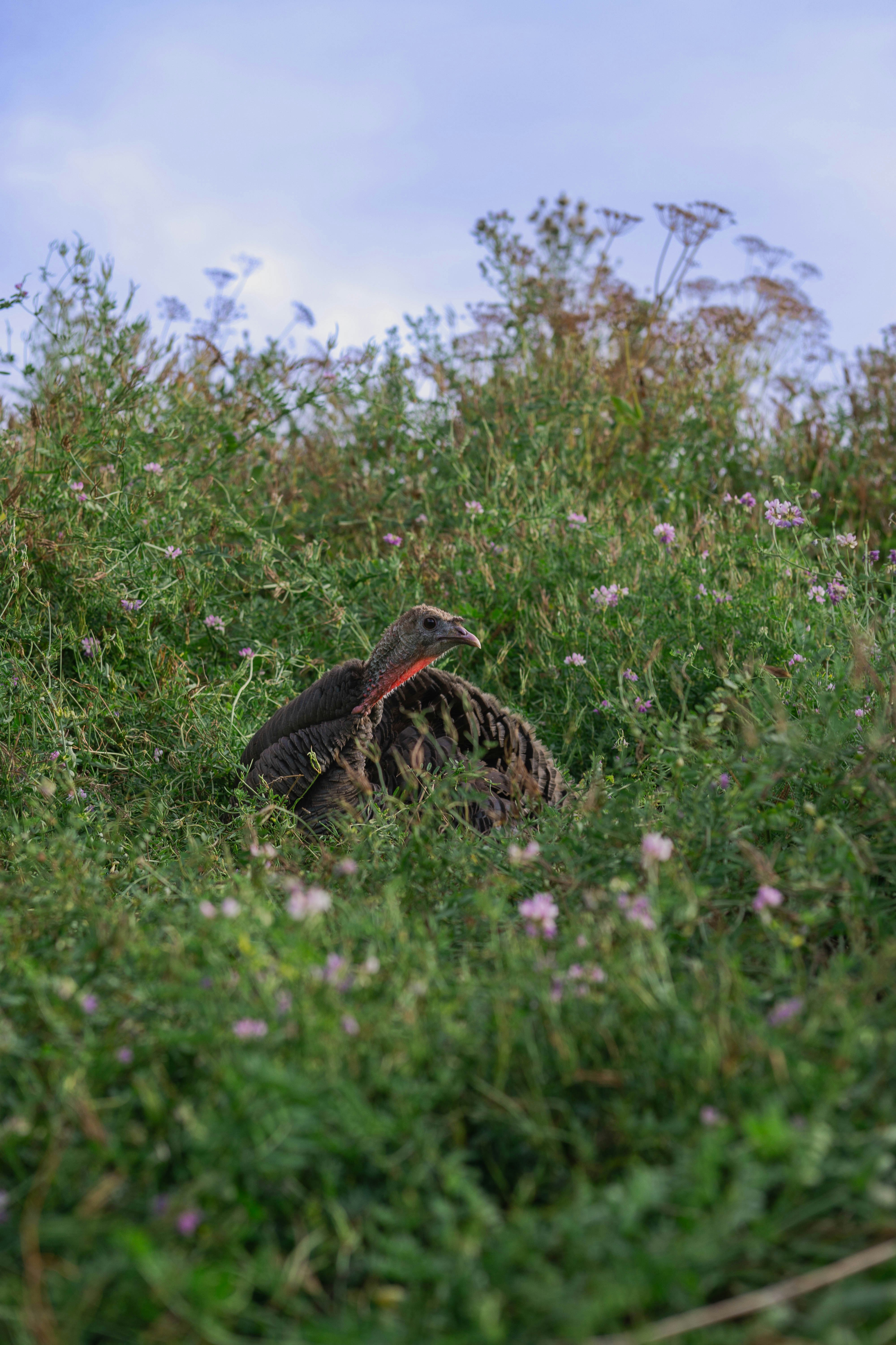 A rusty bicycle abandoned in tall green grass.