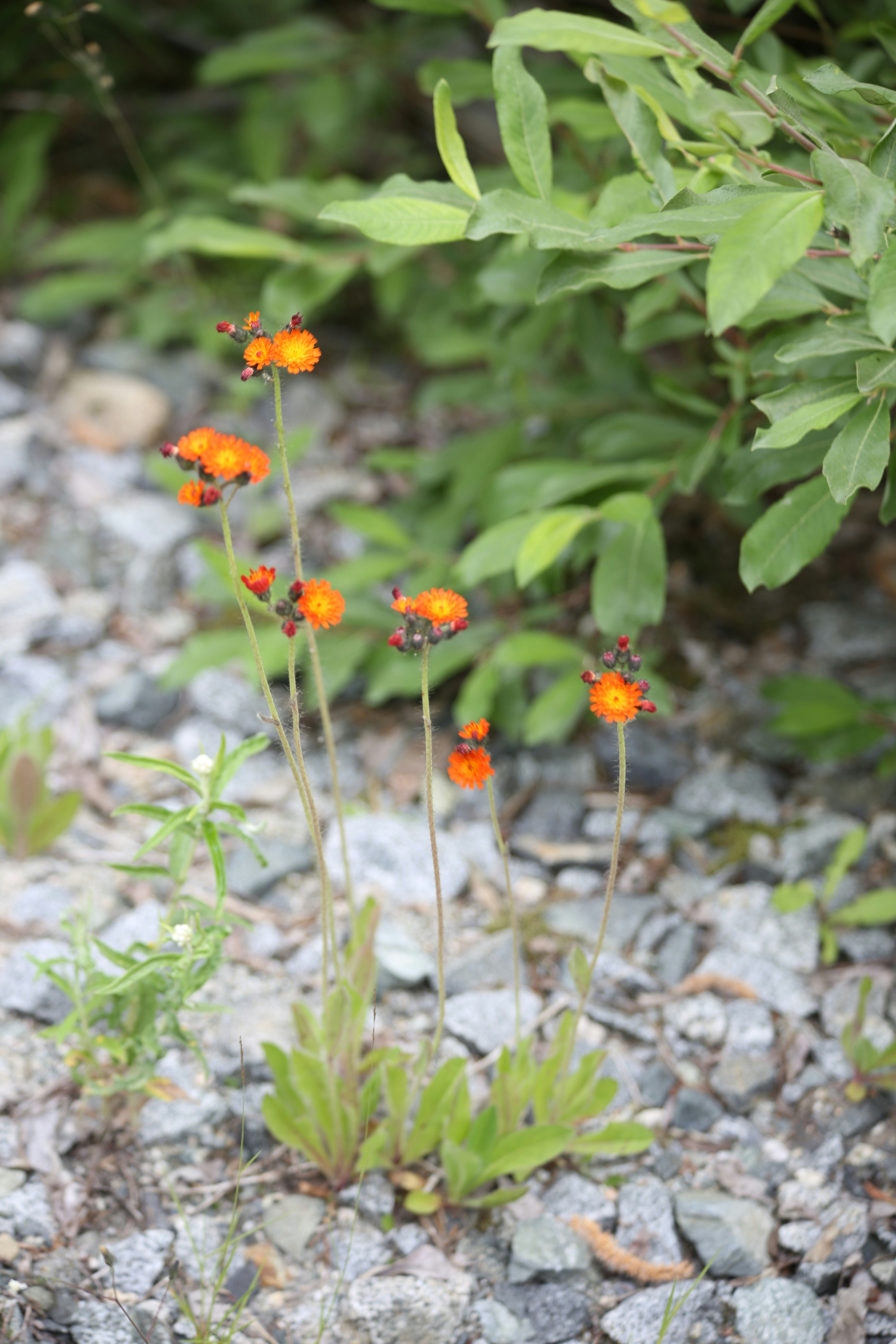 Orange wildflowers grow among gravel and green foliage