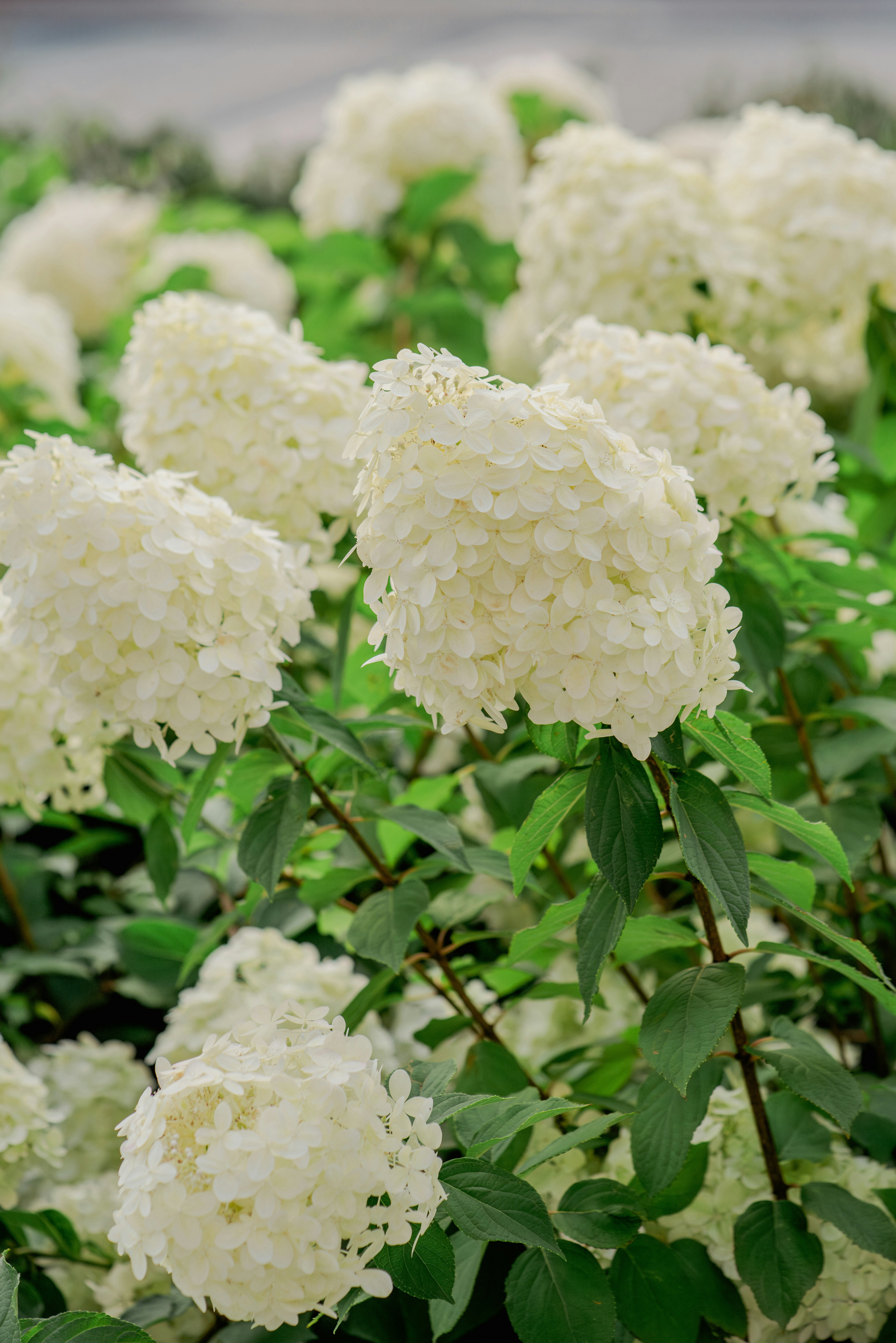 Photo by eugenivy_now