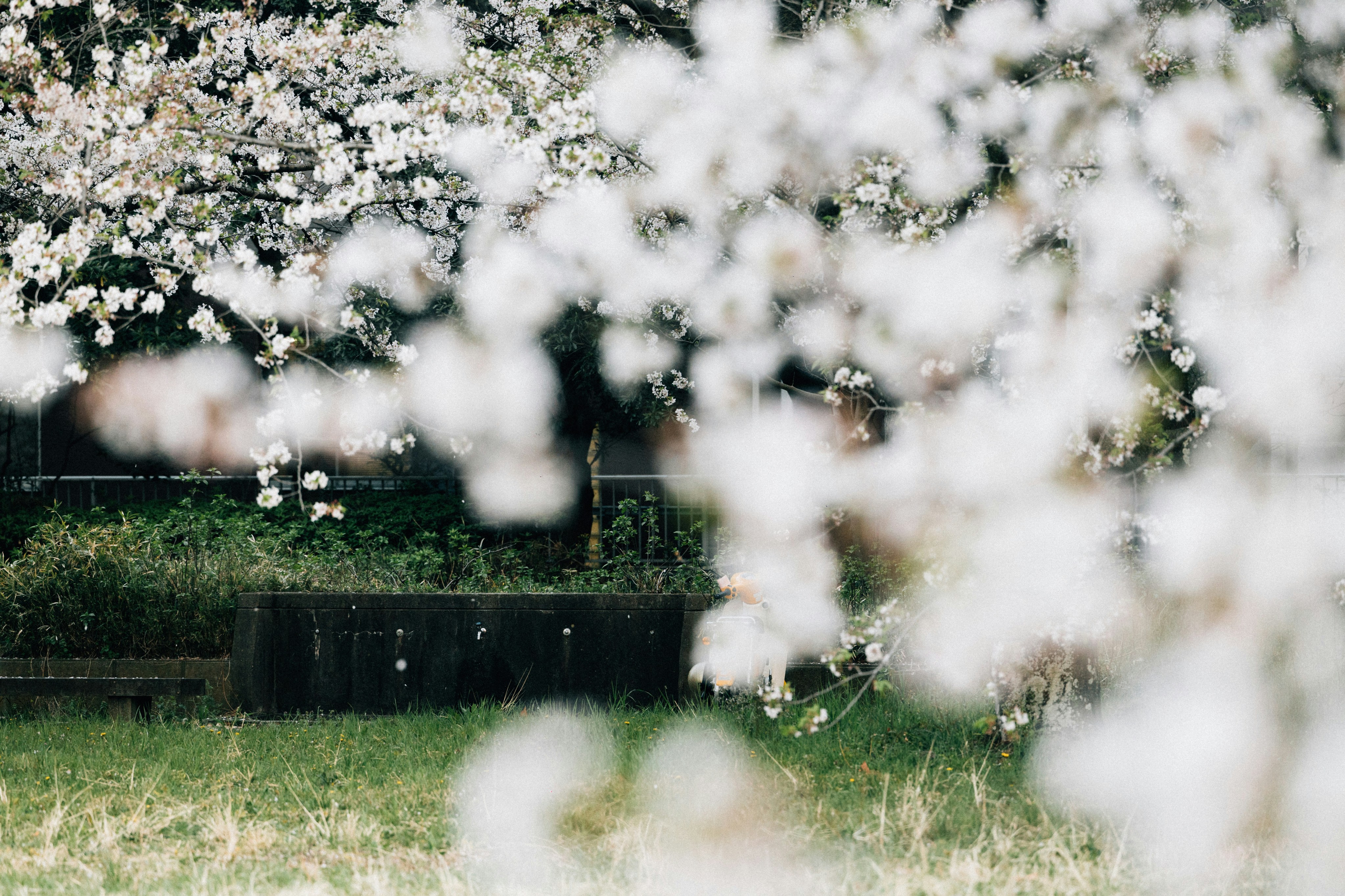 Photo by tsuyoshikozu