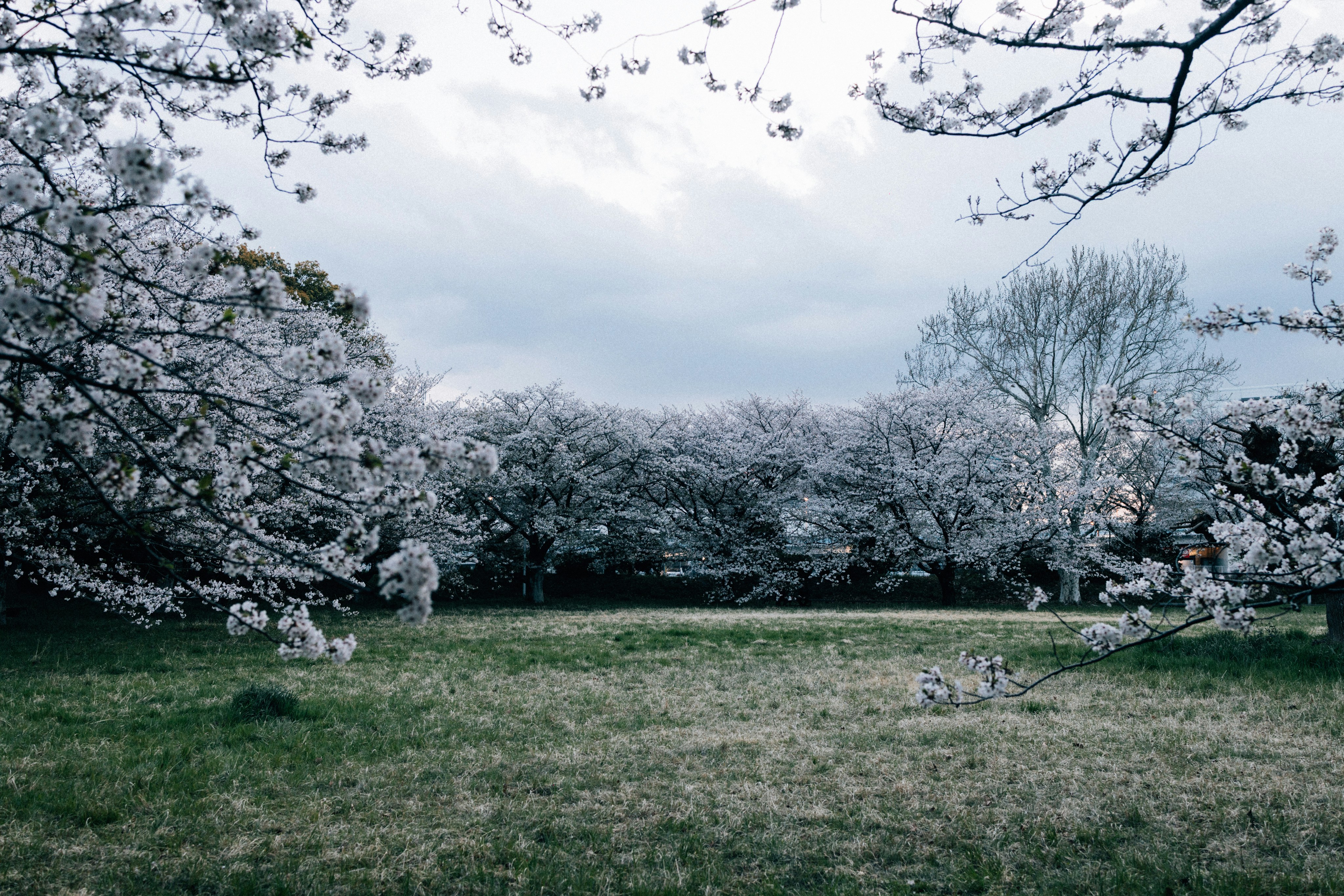 Photo by tsuyoshikozu