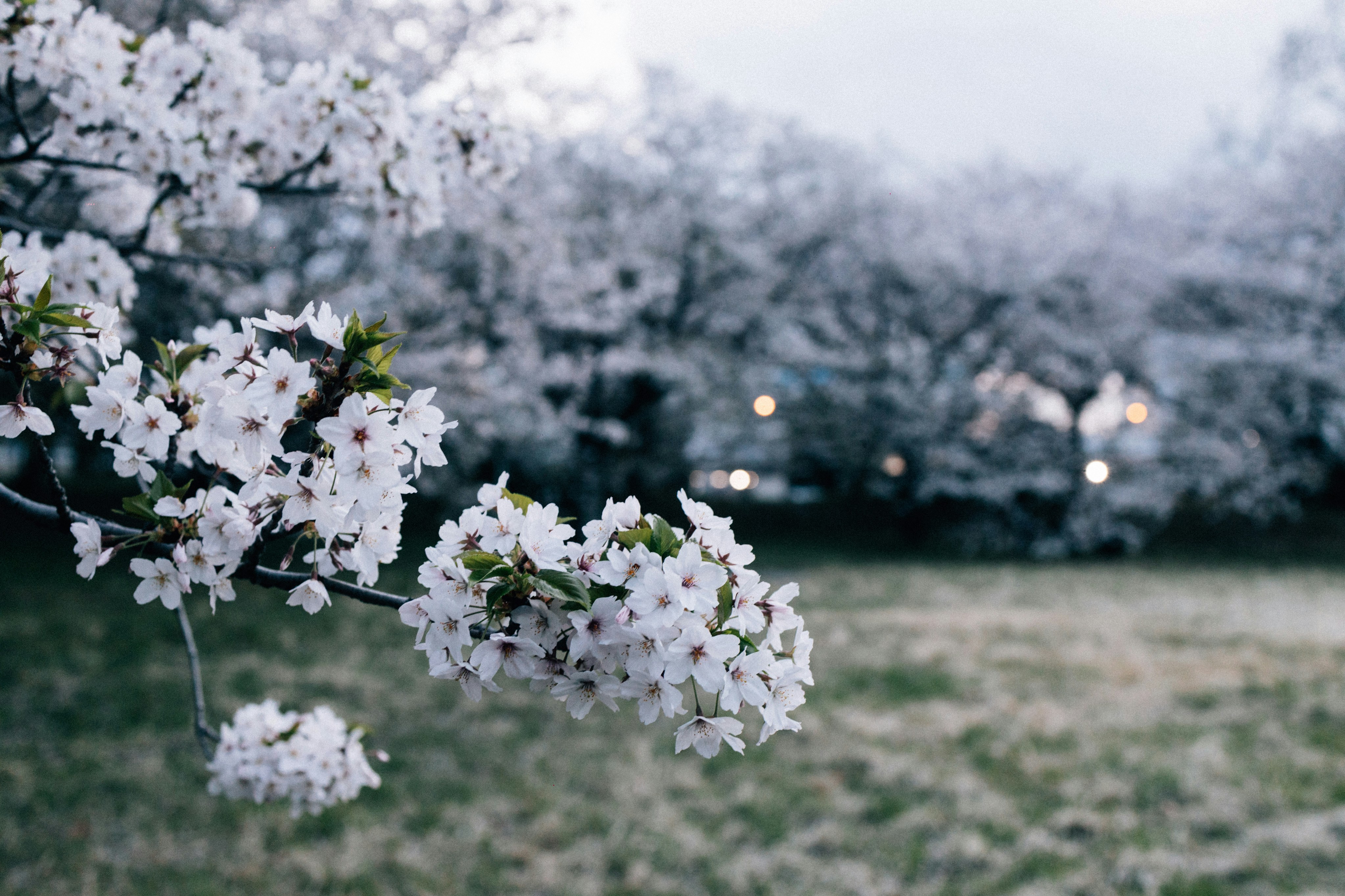 Photo by tsuyoshikozu