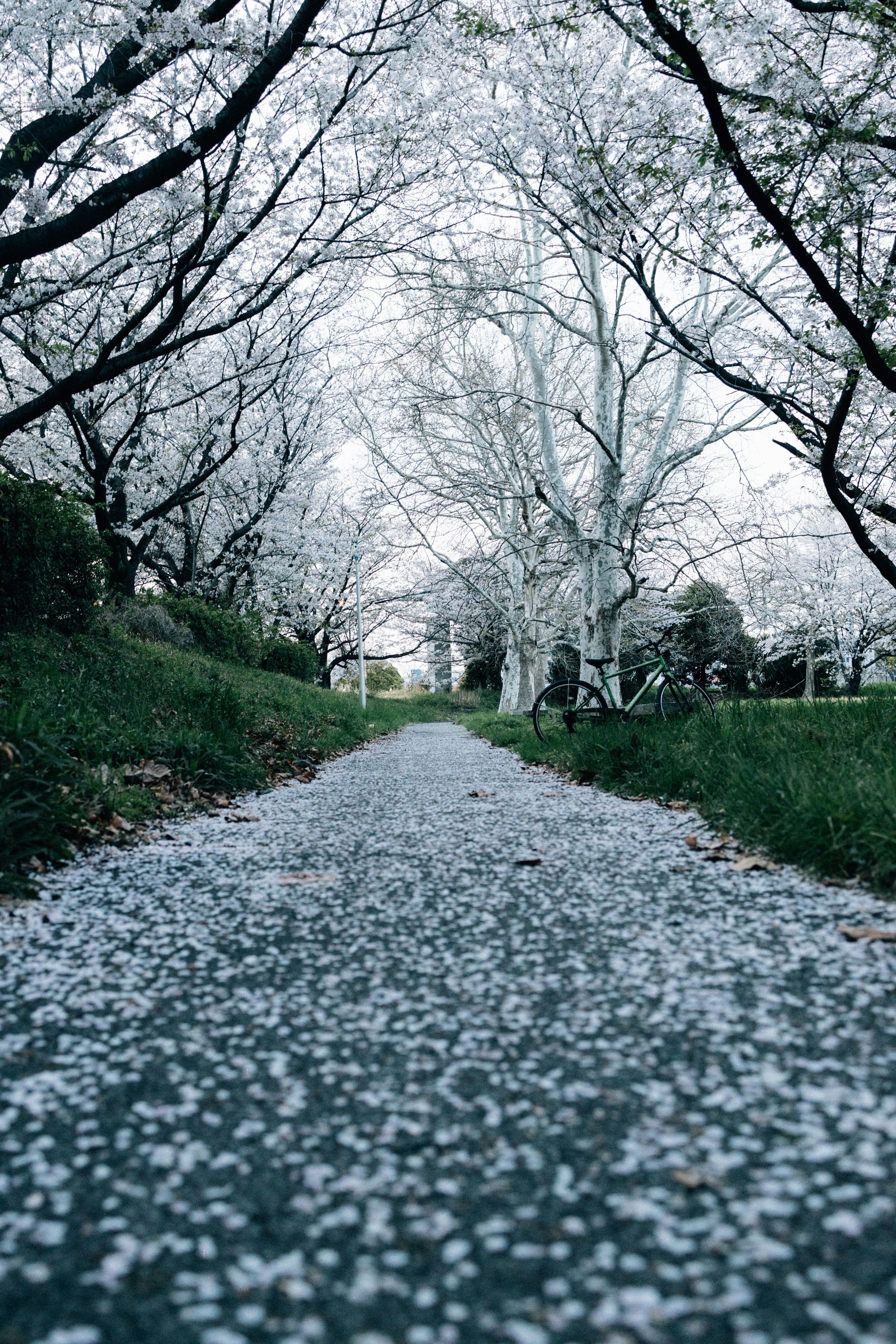 Photo by tsuyoshikozu