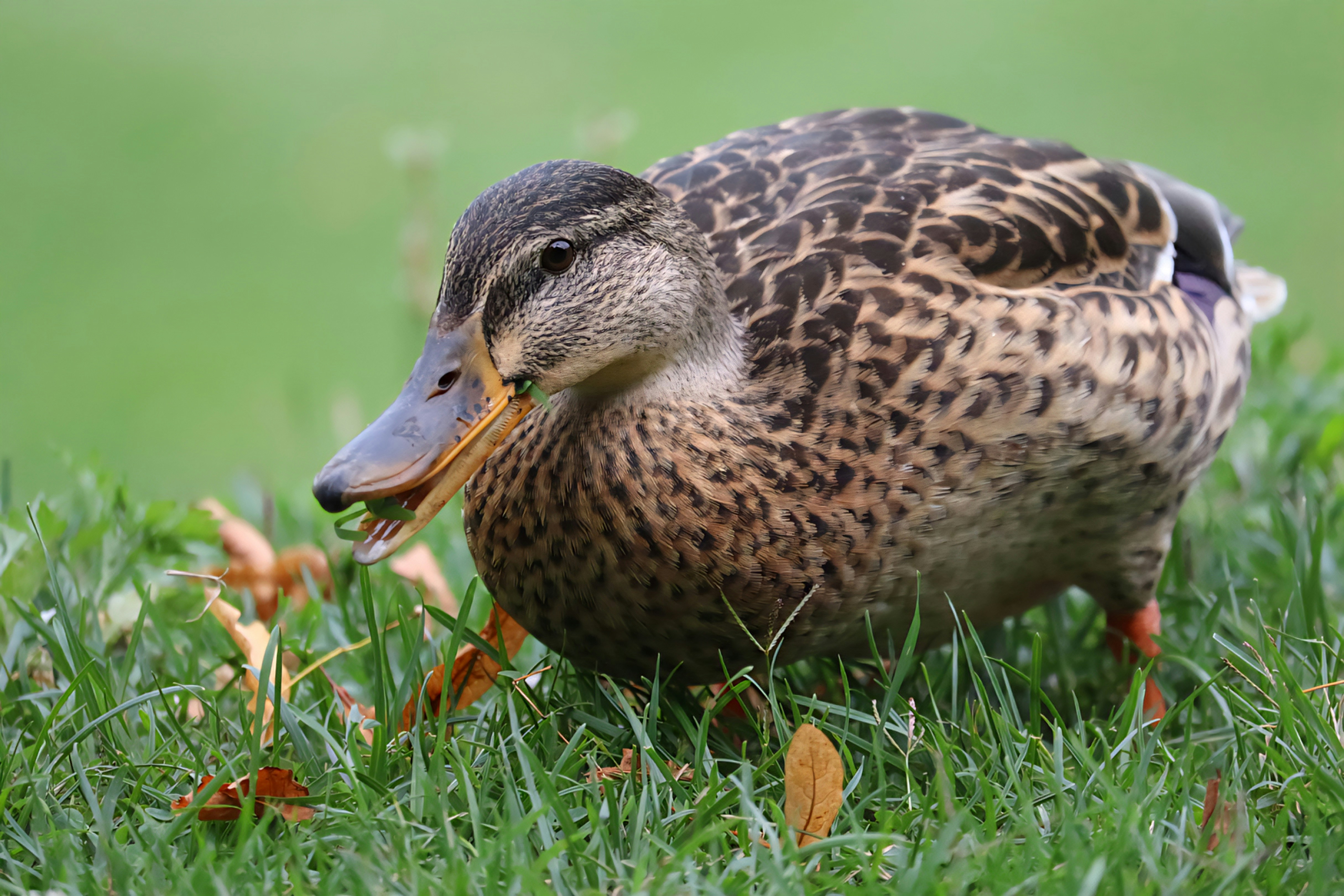 Eine Ente läuft auf einer Wiese