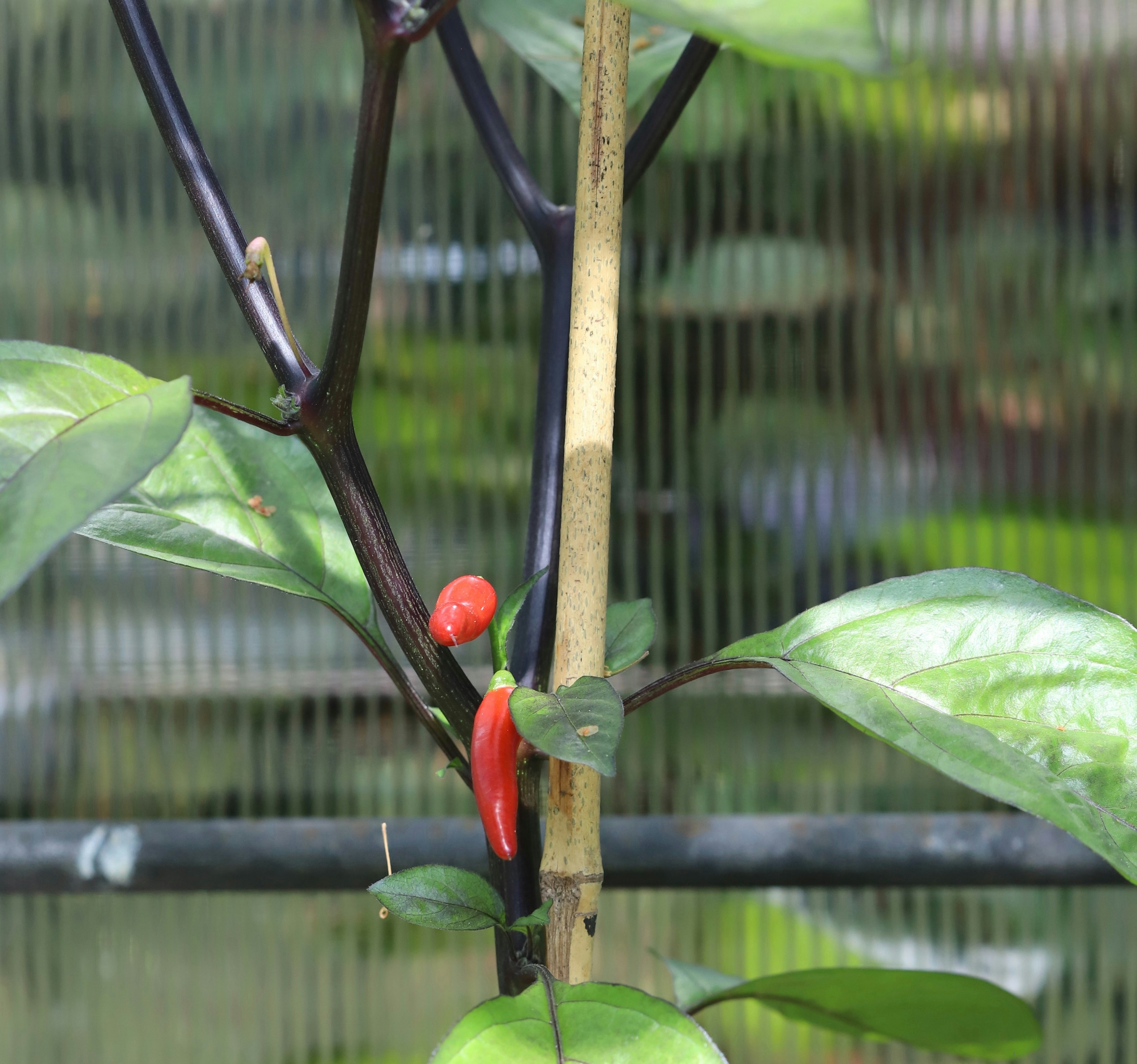 A small red pepper growing on a plant.