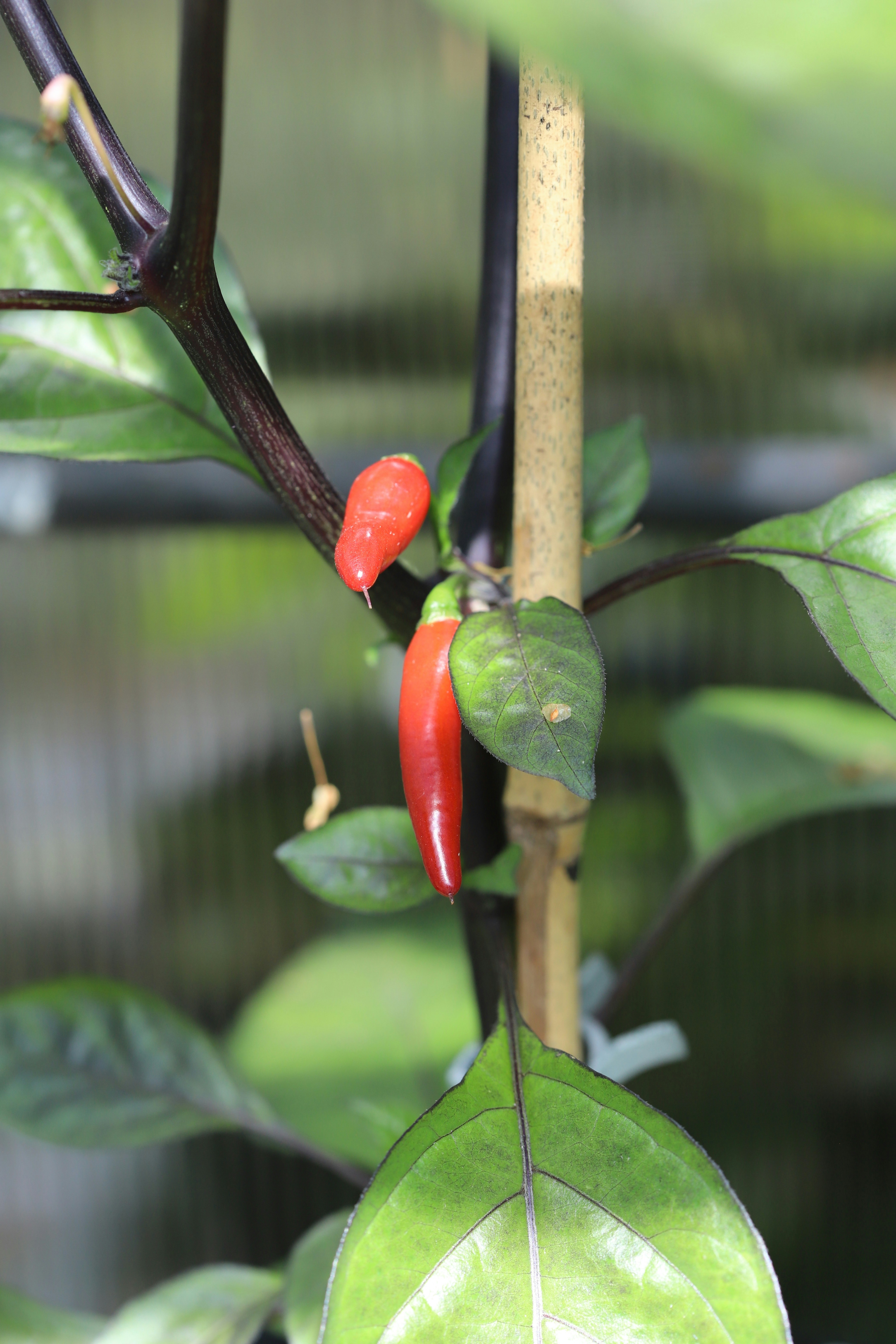 Red chili peppers growing on a plant