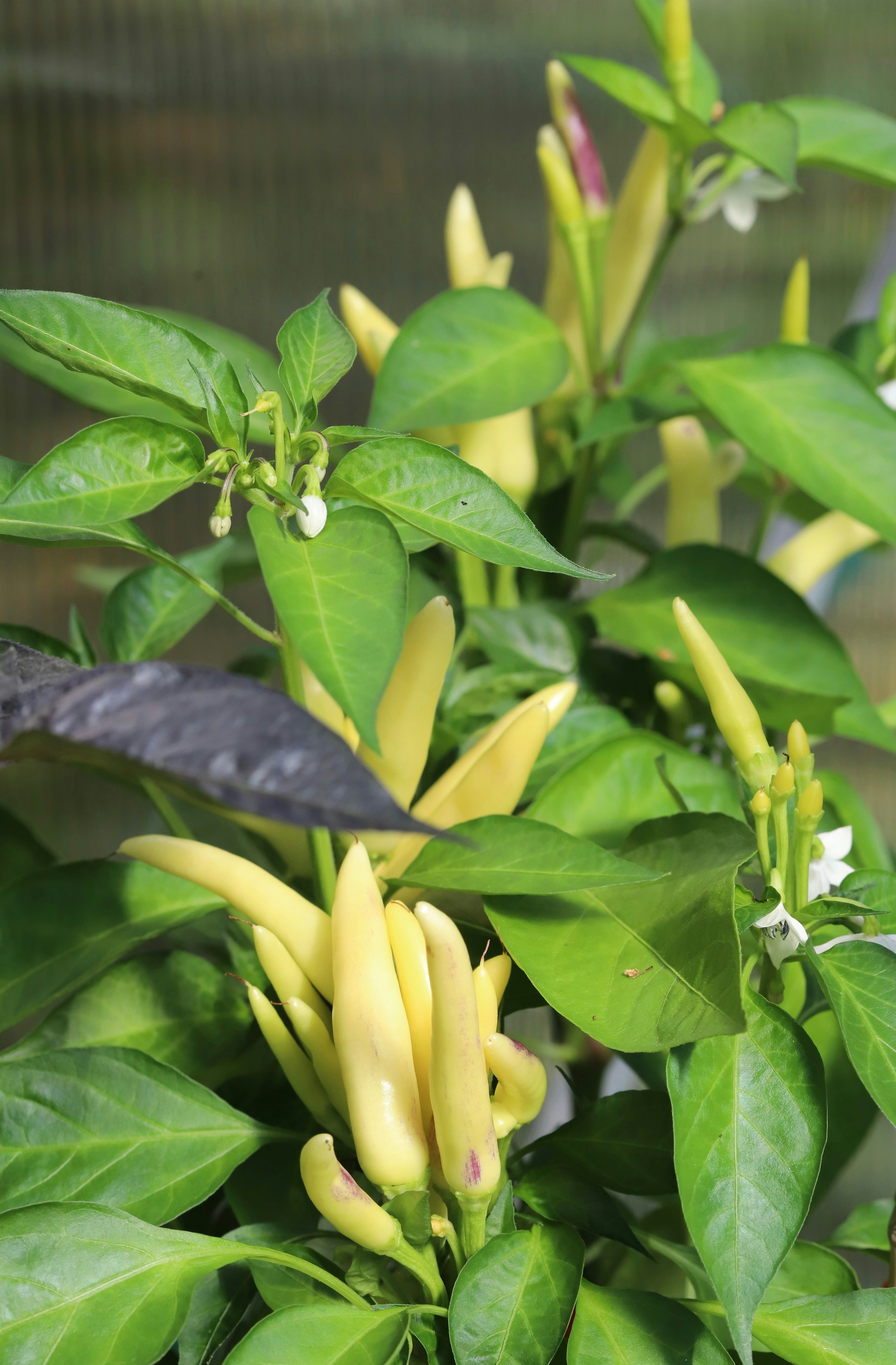 A close-up of a pepper plant with yellow peppers.