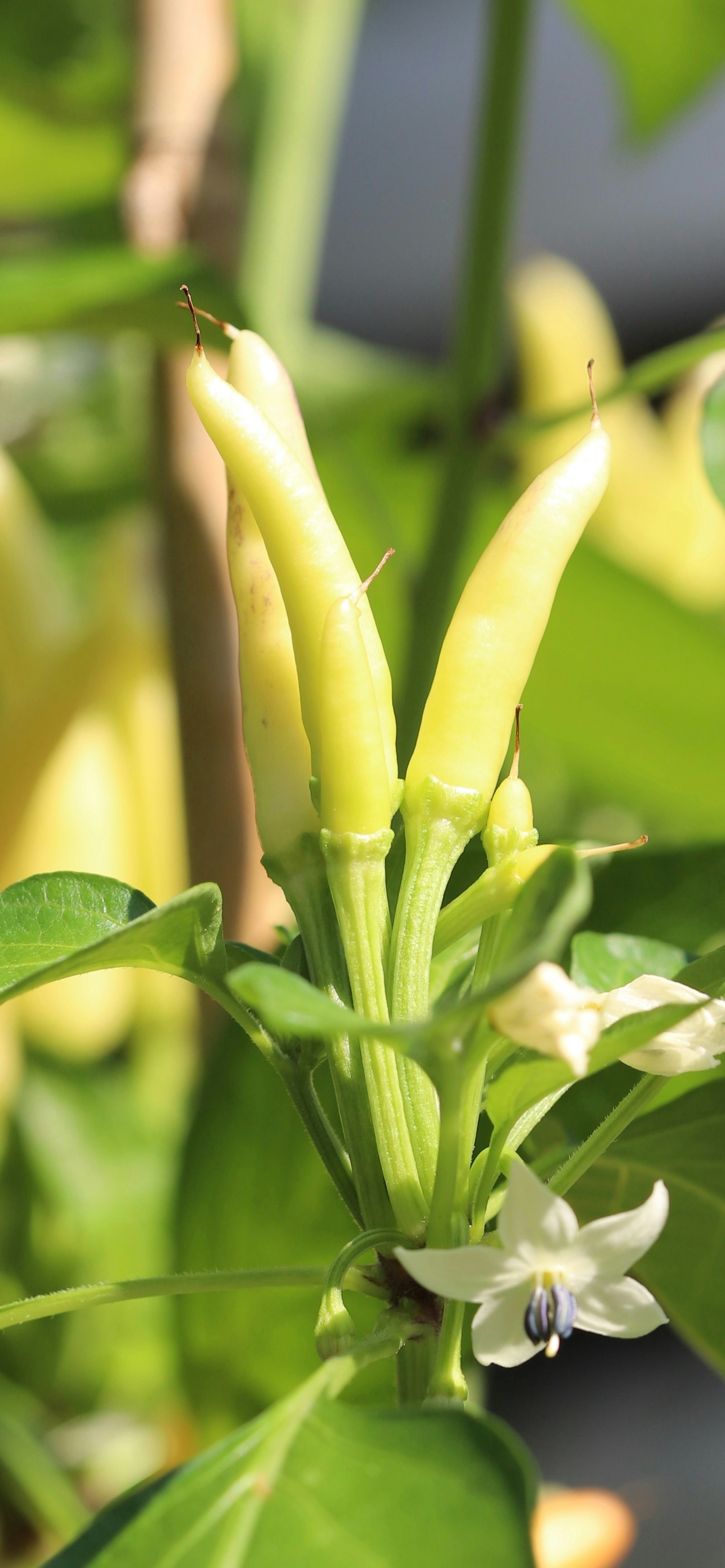 Young light green chili peppers growing on a plant.