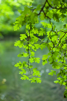 Green oak leaves hang over a calm river.
