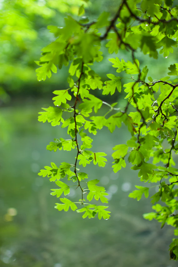 Green oak leaves hang over a calm river.
