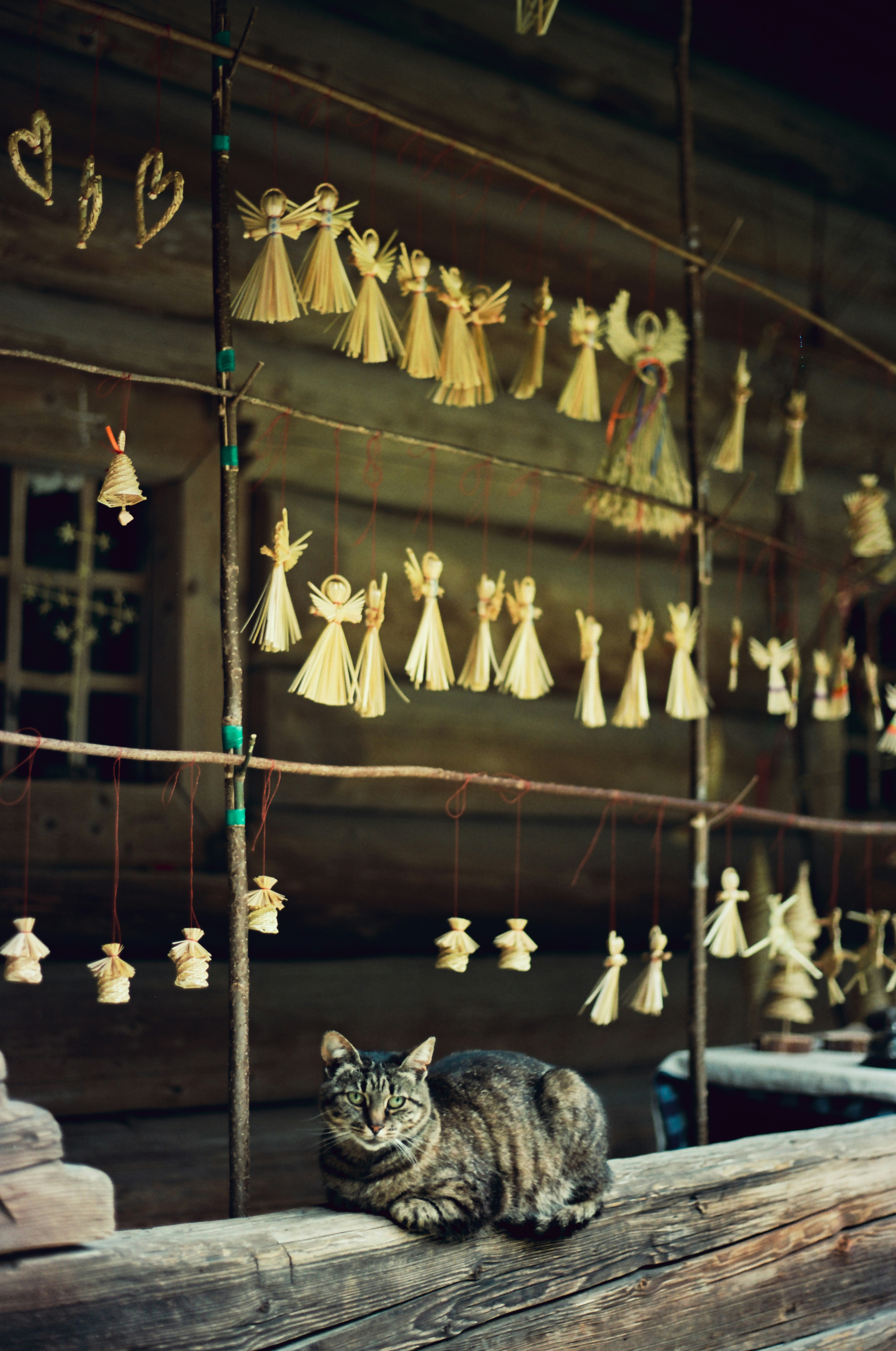 A tabby cat sits outdoors near straw decorations.