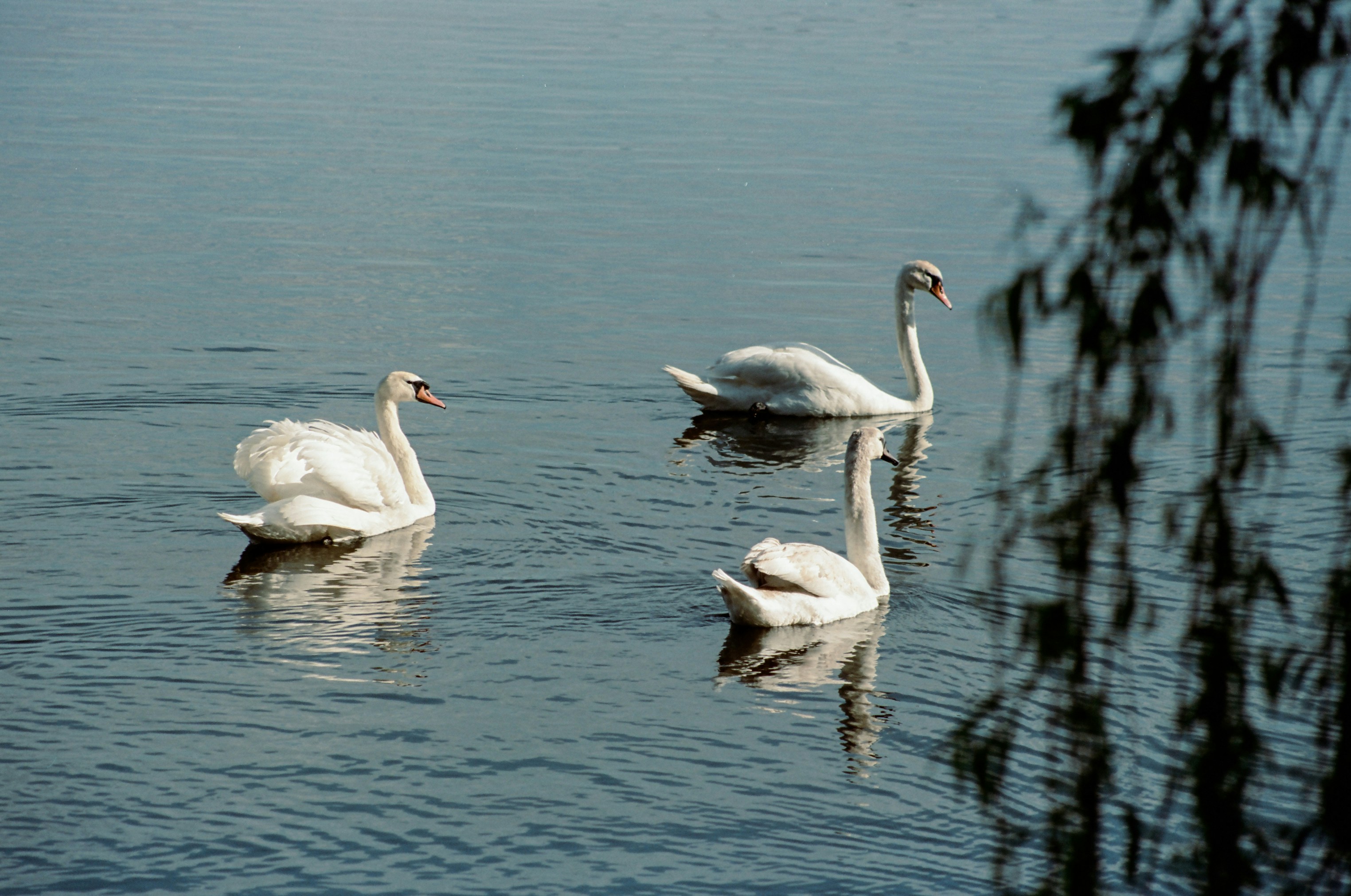 Photo by mineral_of_demon