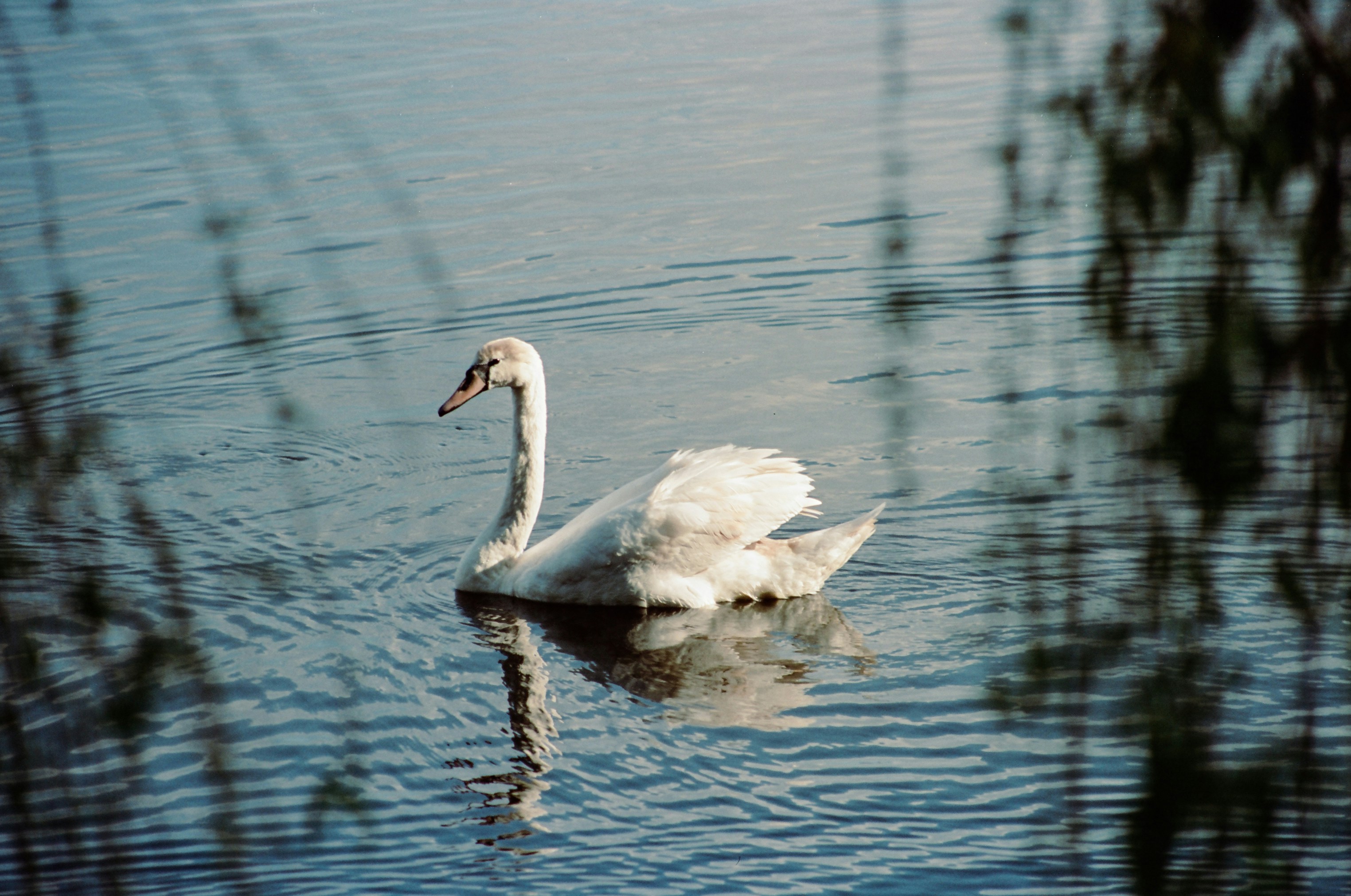 Photo by mineral_of_demon