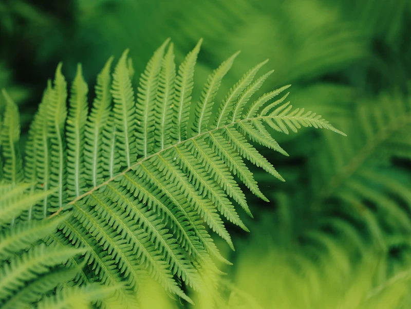 Green fern leaves in soft light