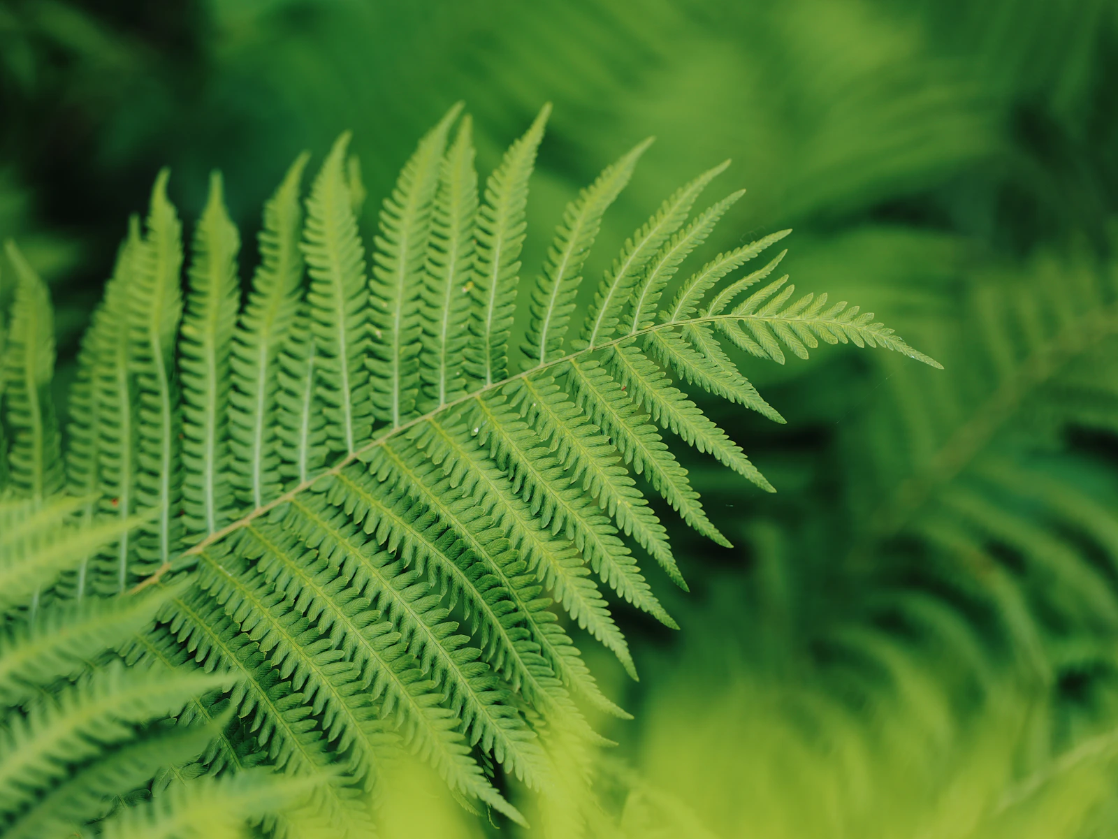 Green fern foliage in soft natural light