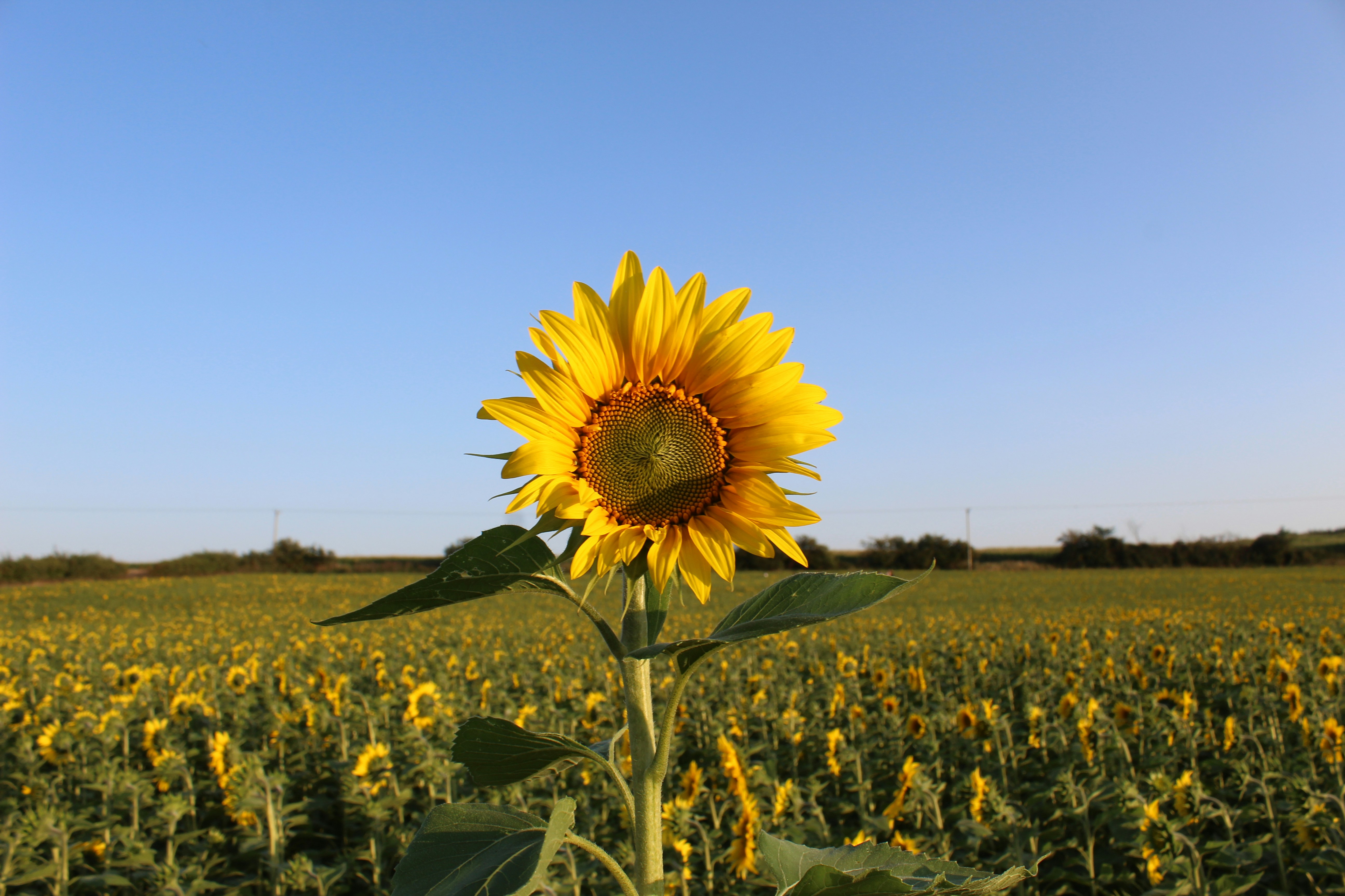 A single sunflower in a field under a clear sky.