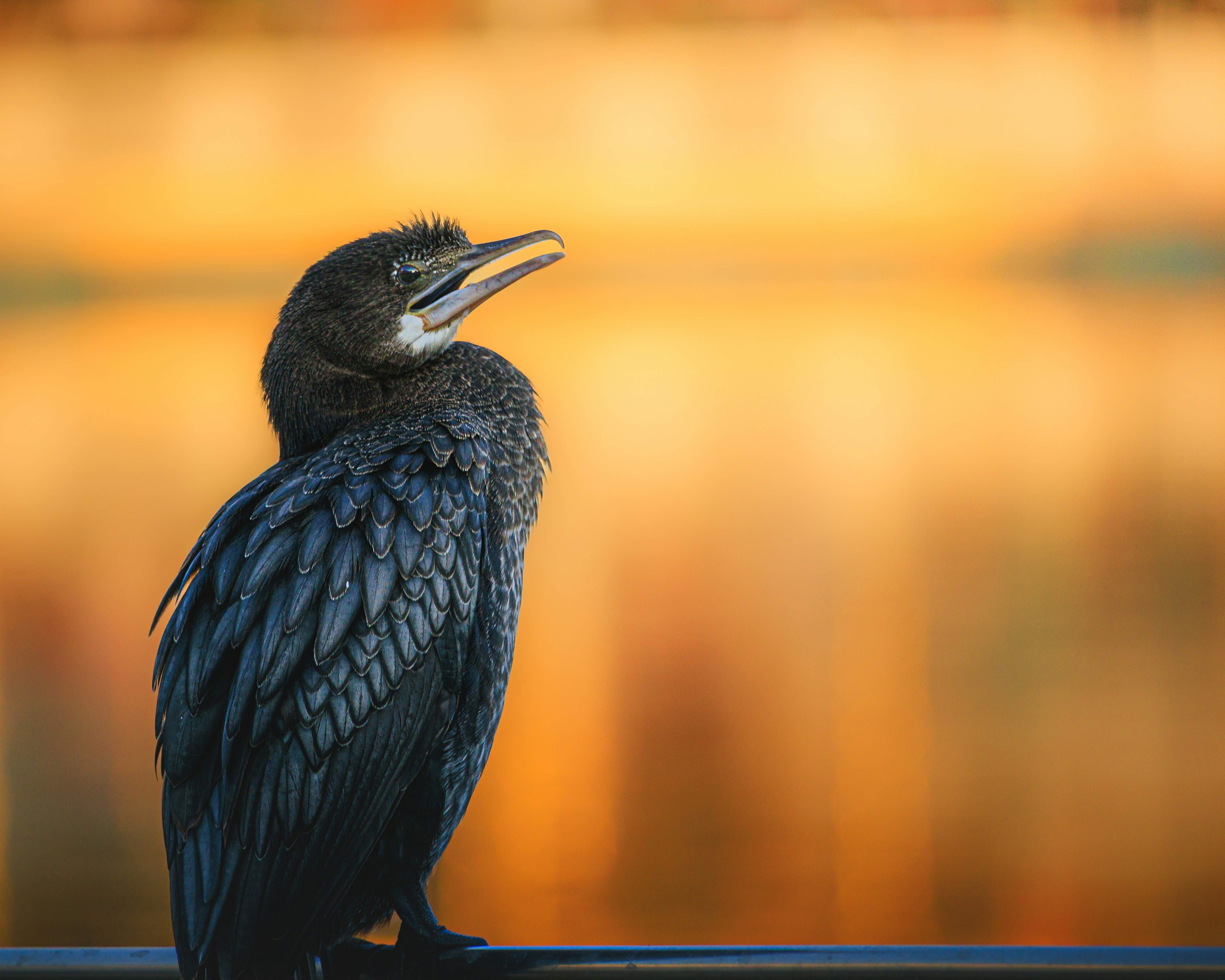 Photo by diljotbphotography