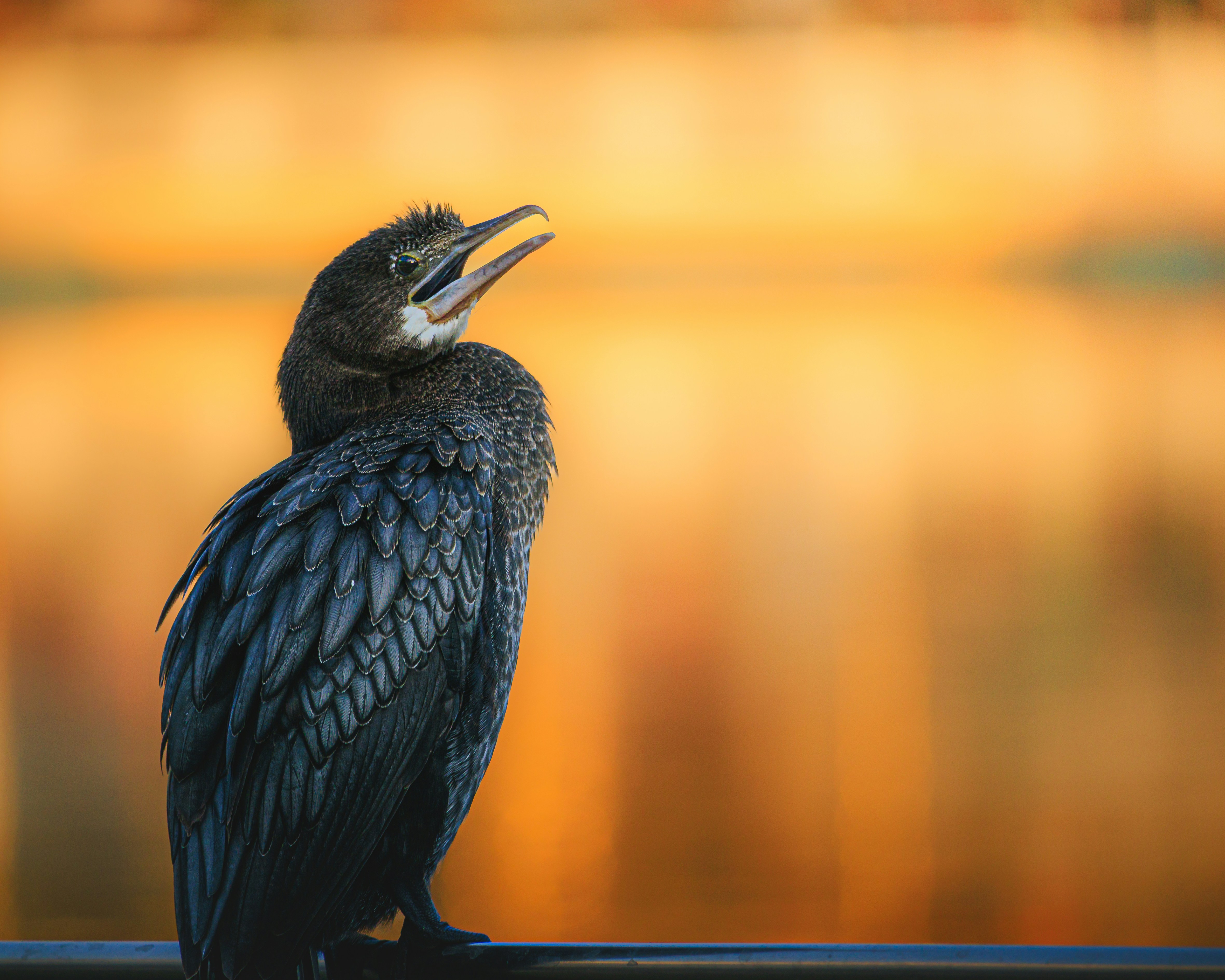 A dark bird sits on a railing with a blurred background.