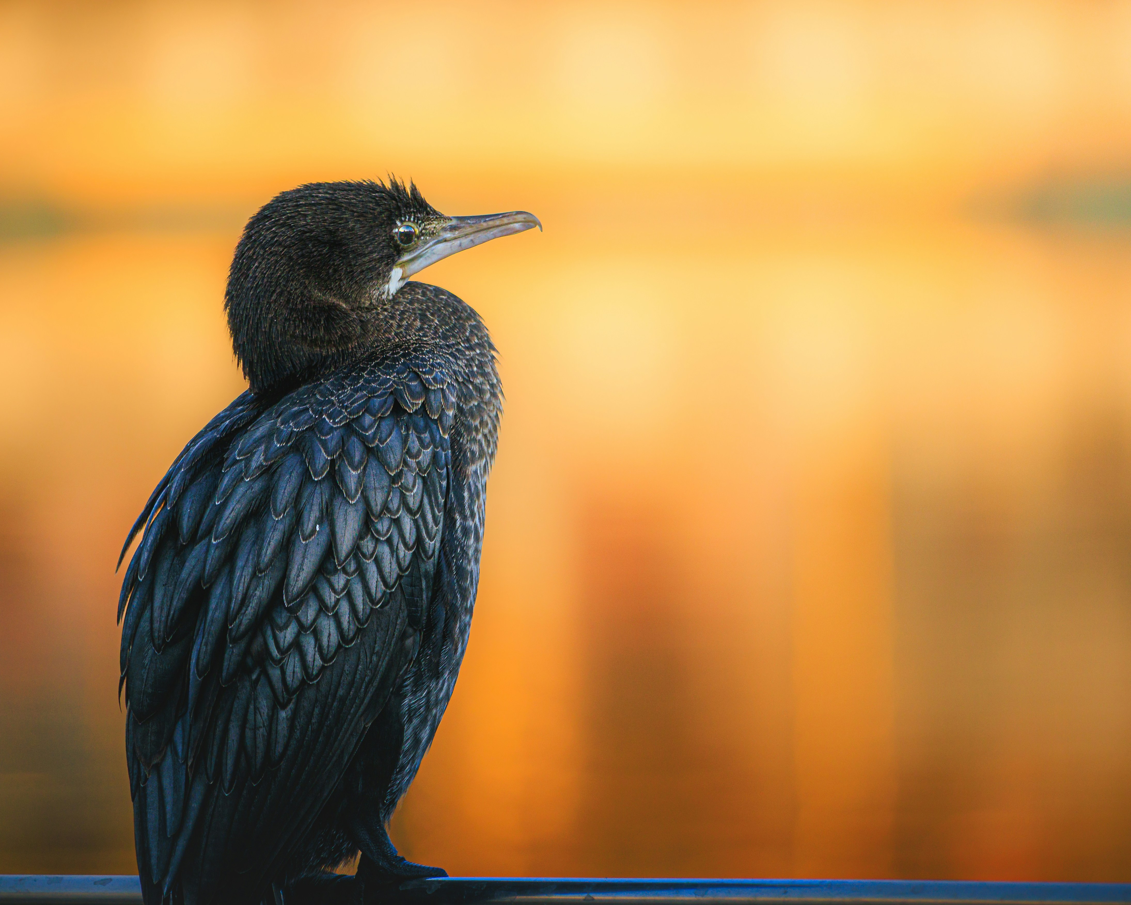 A dark bird sits on a railing with a blurred background.