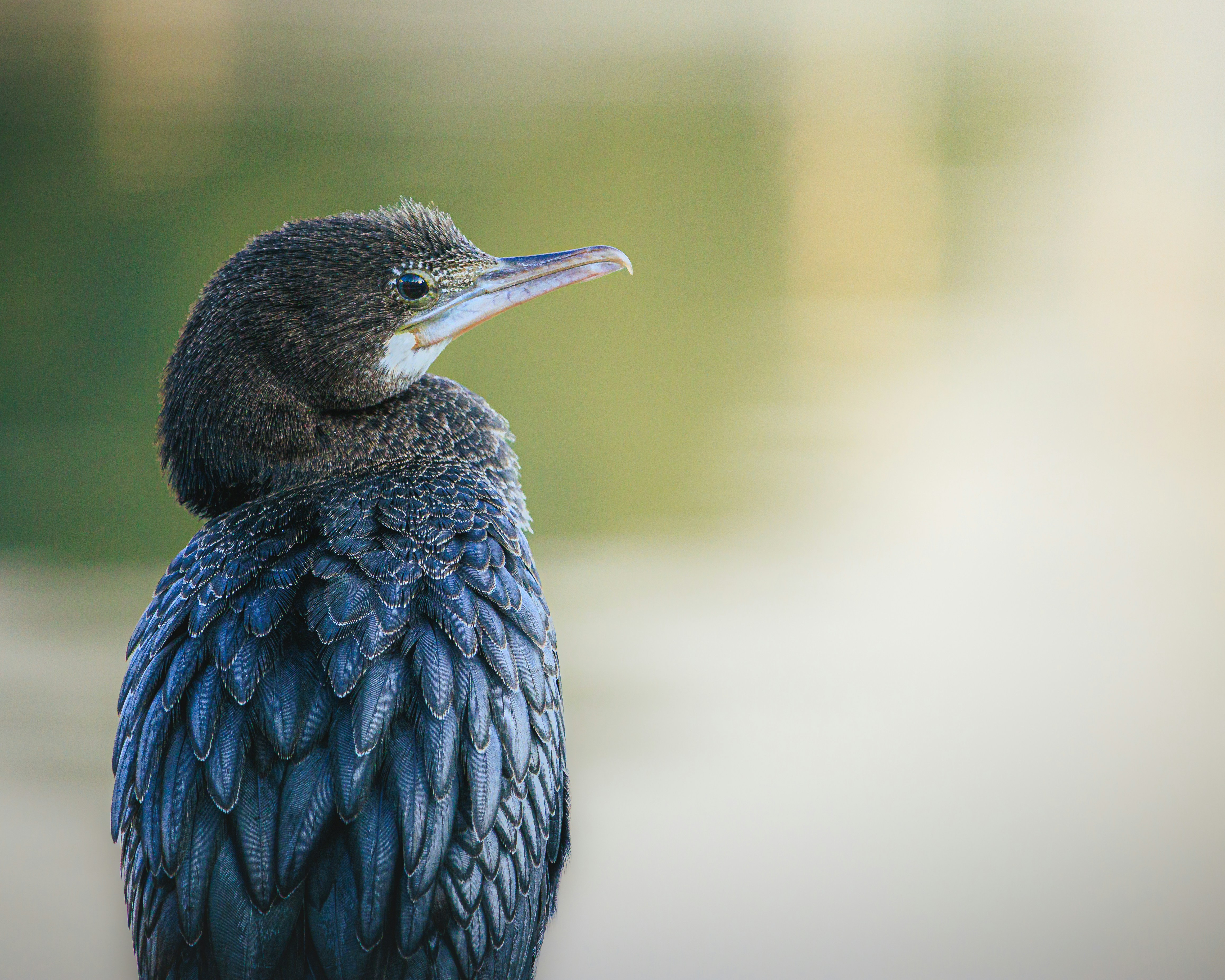 A dark bird with fluffy feathers sits facing left.