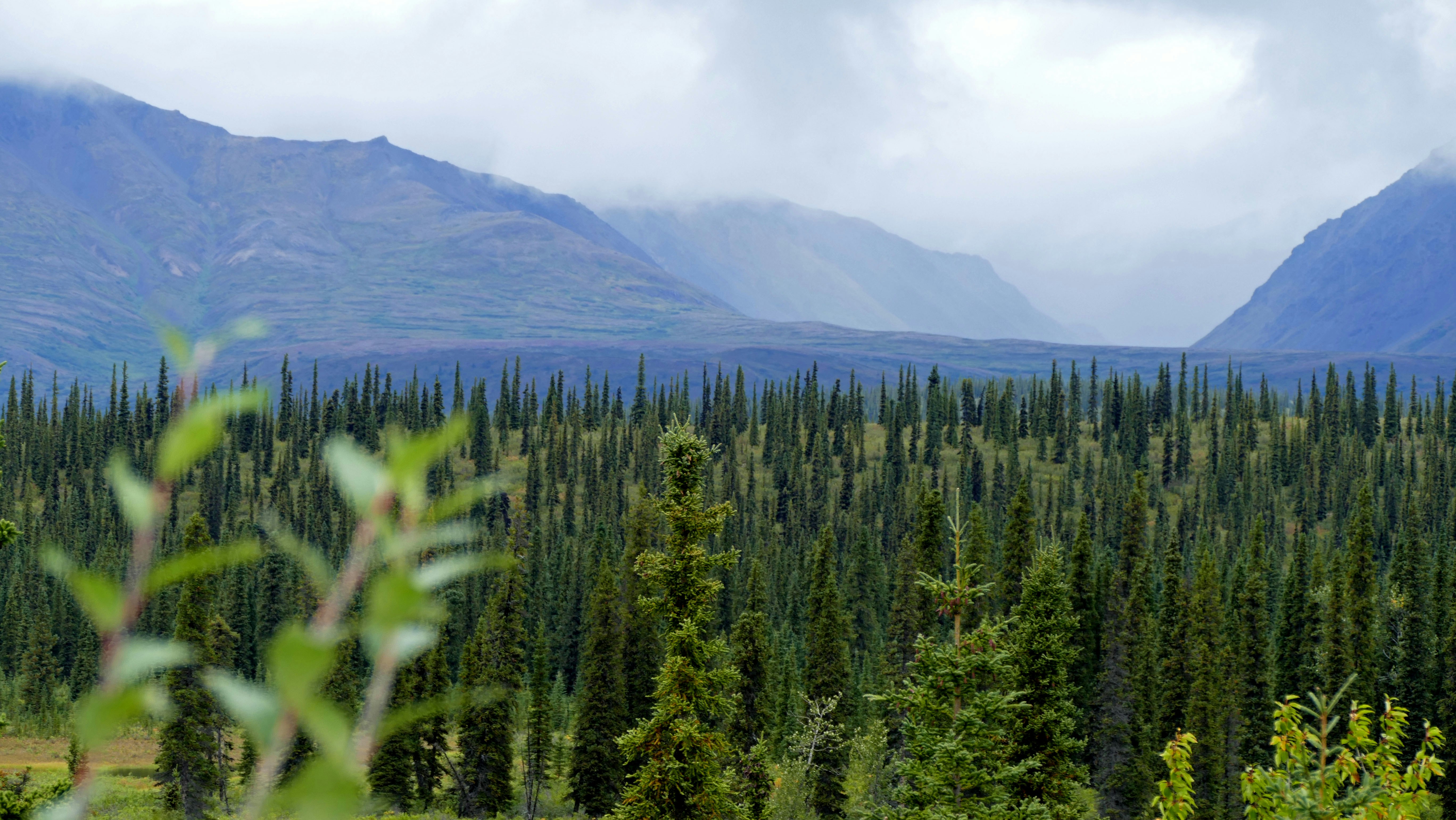 Open mountain view in Denali National Park - Alaska