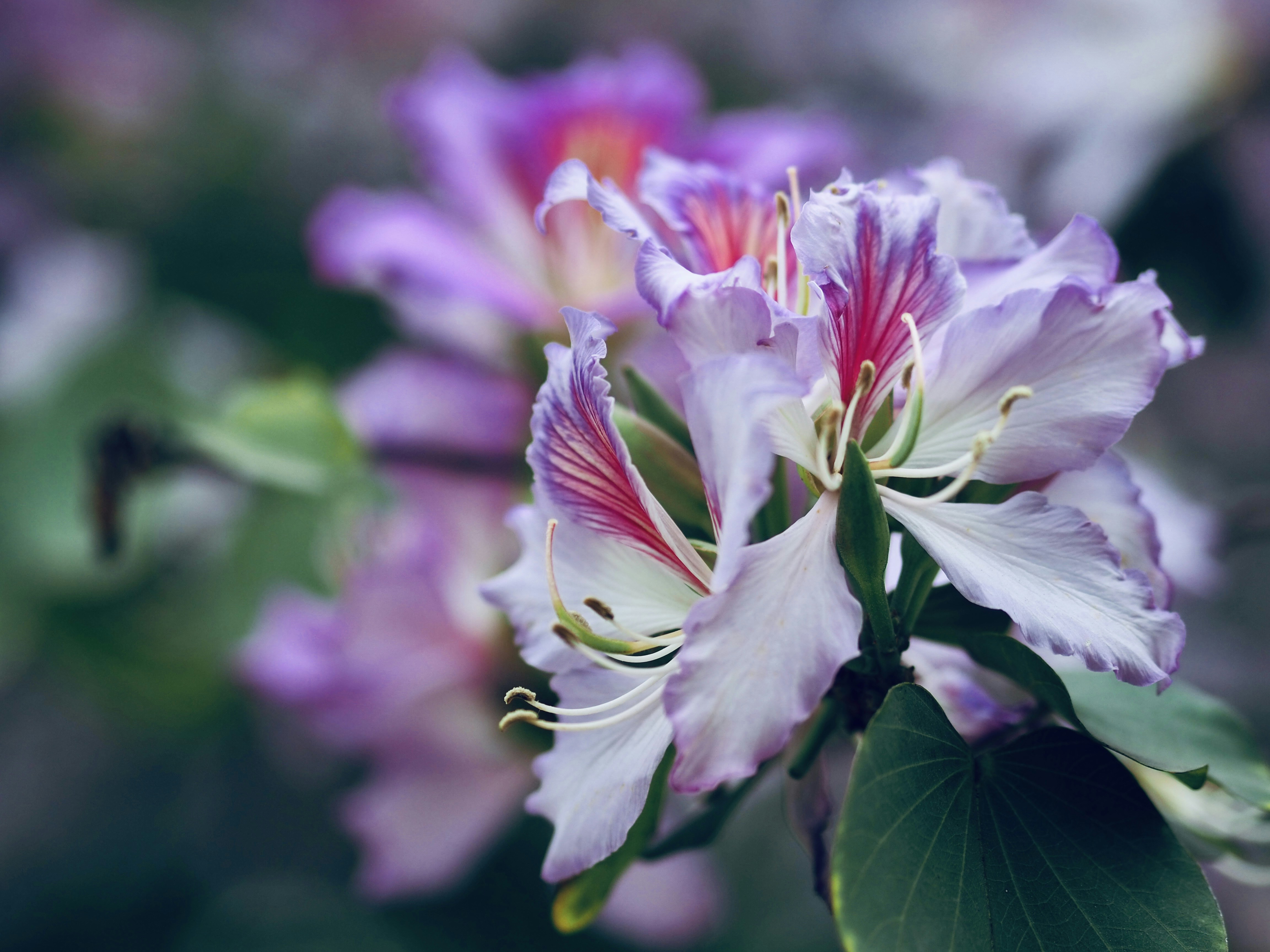 Photo by mianmian1997