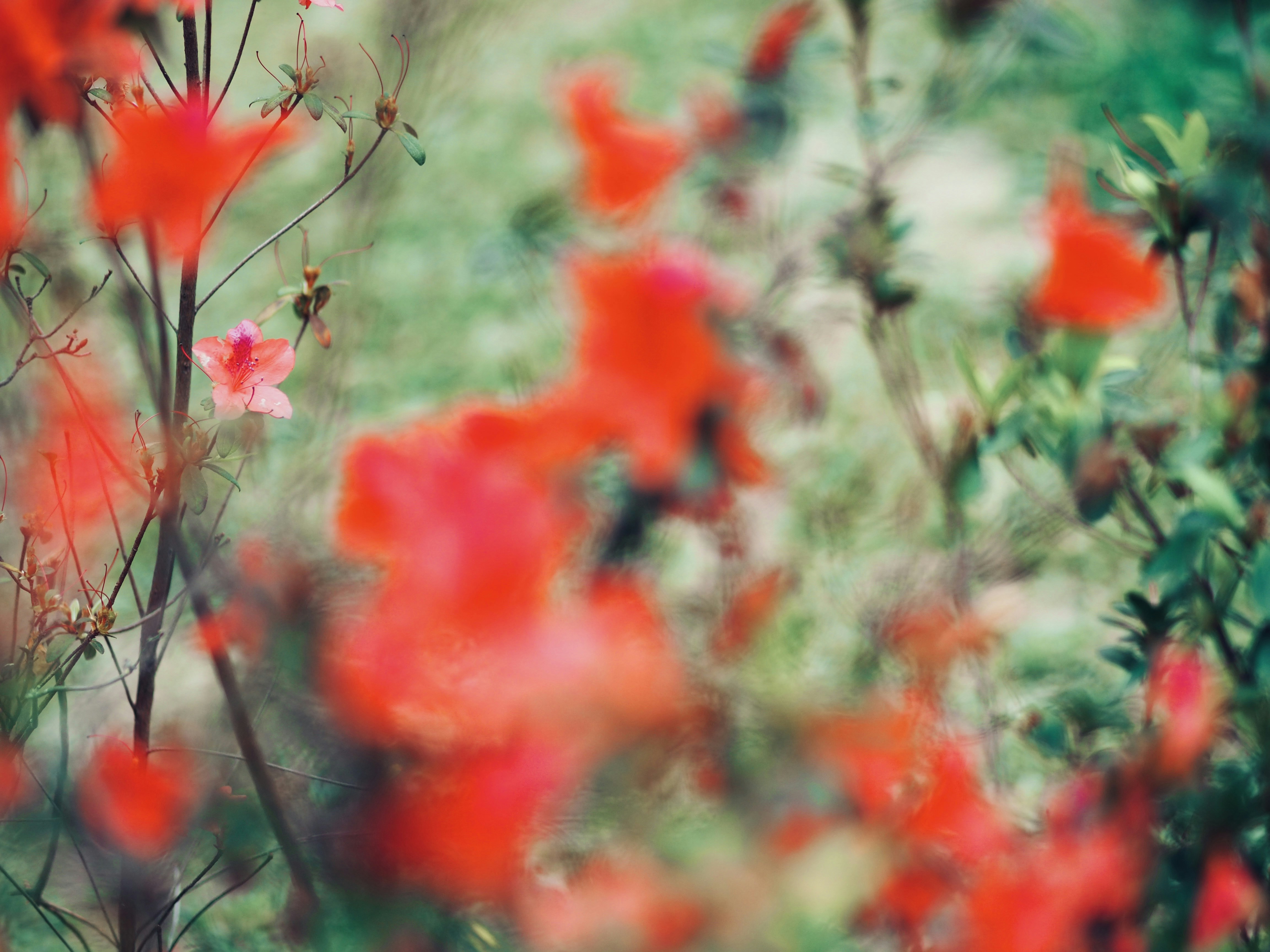 Photo by mianmian1997