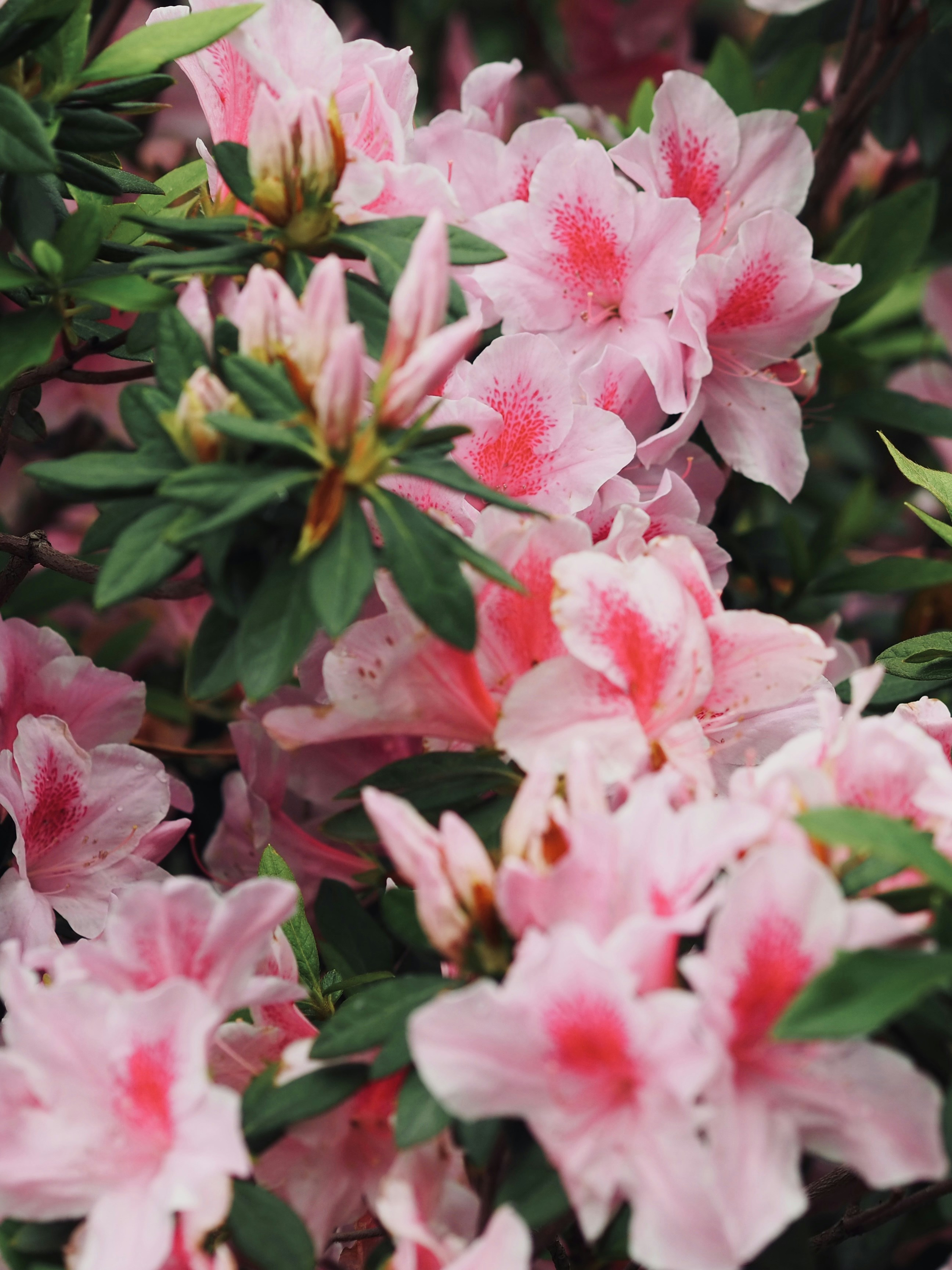 Photo by mianmian1997